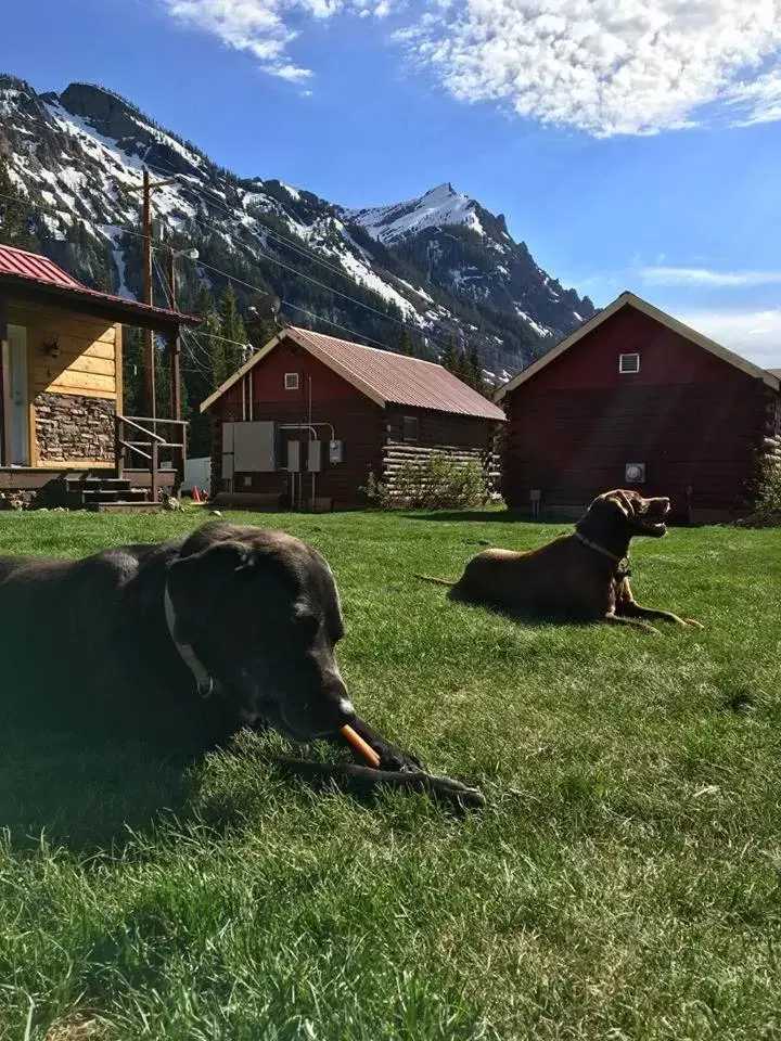 Summer, Pets in High Country Motel and Cabins