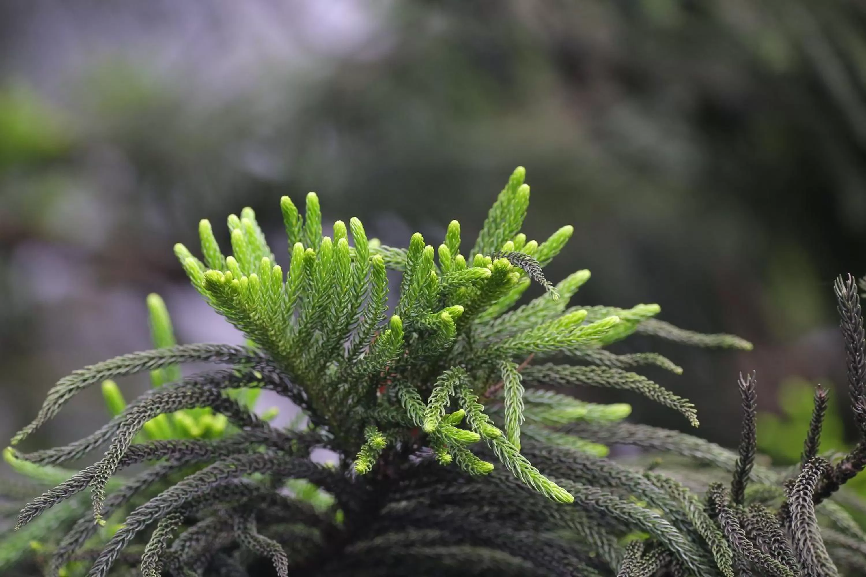 Garden in Casa Vallejo Hotel Baguio