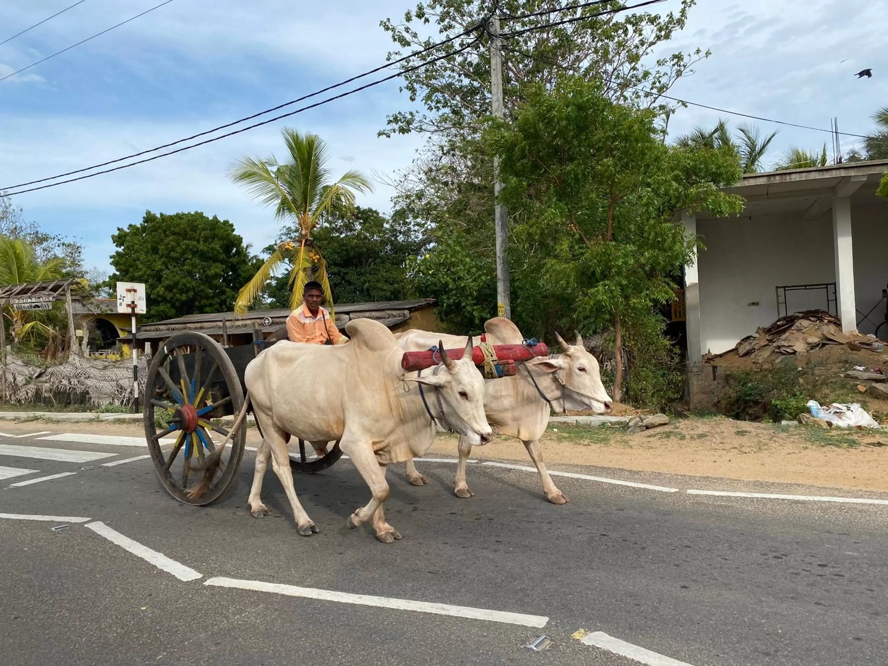 Other Animals in The Heaven's Villa Kandy