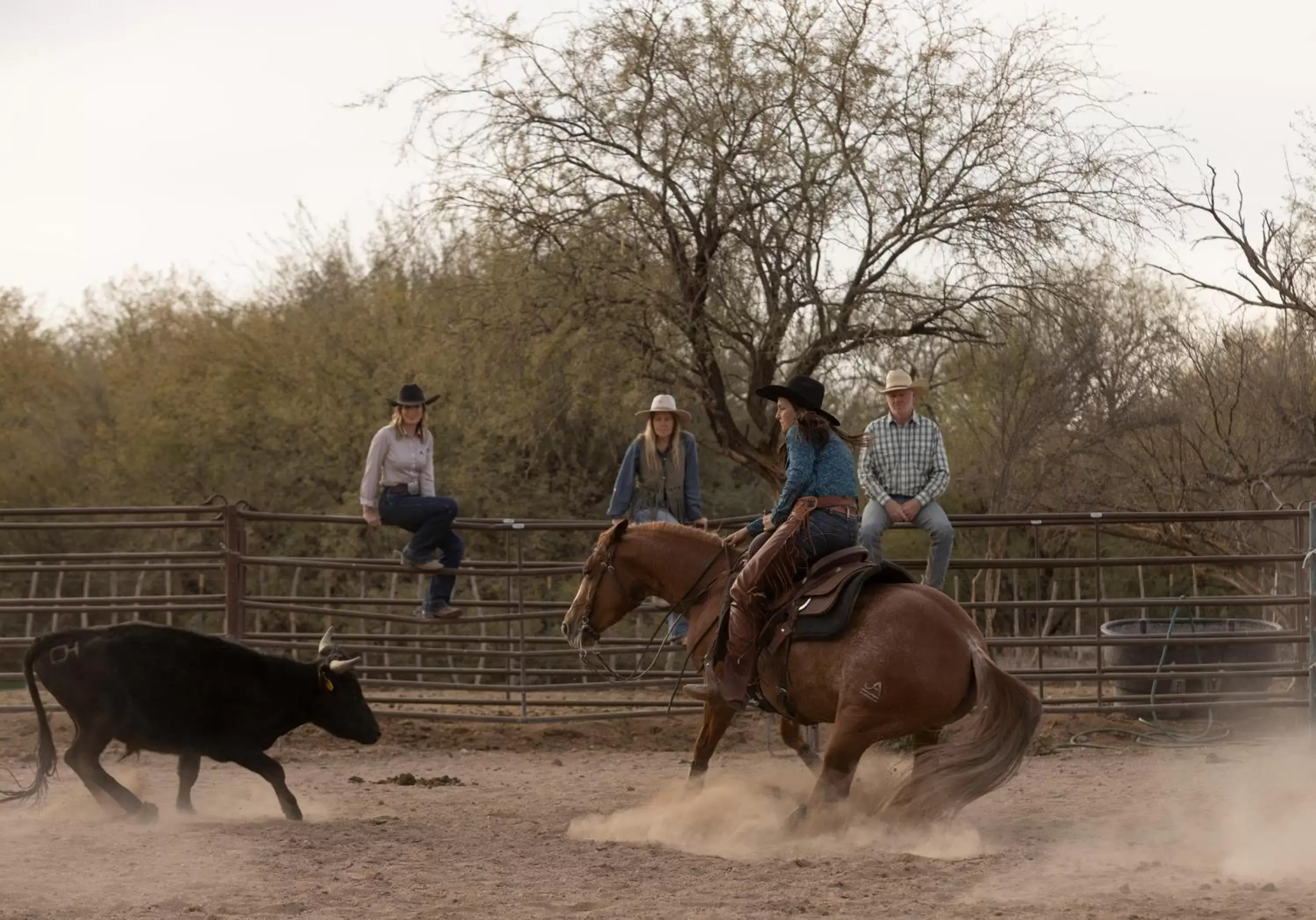 Animals, Horseback Riding in Kay El Bar Guest Ranch