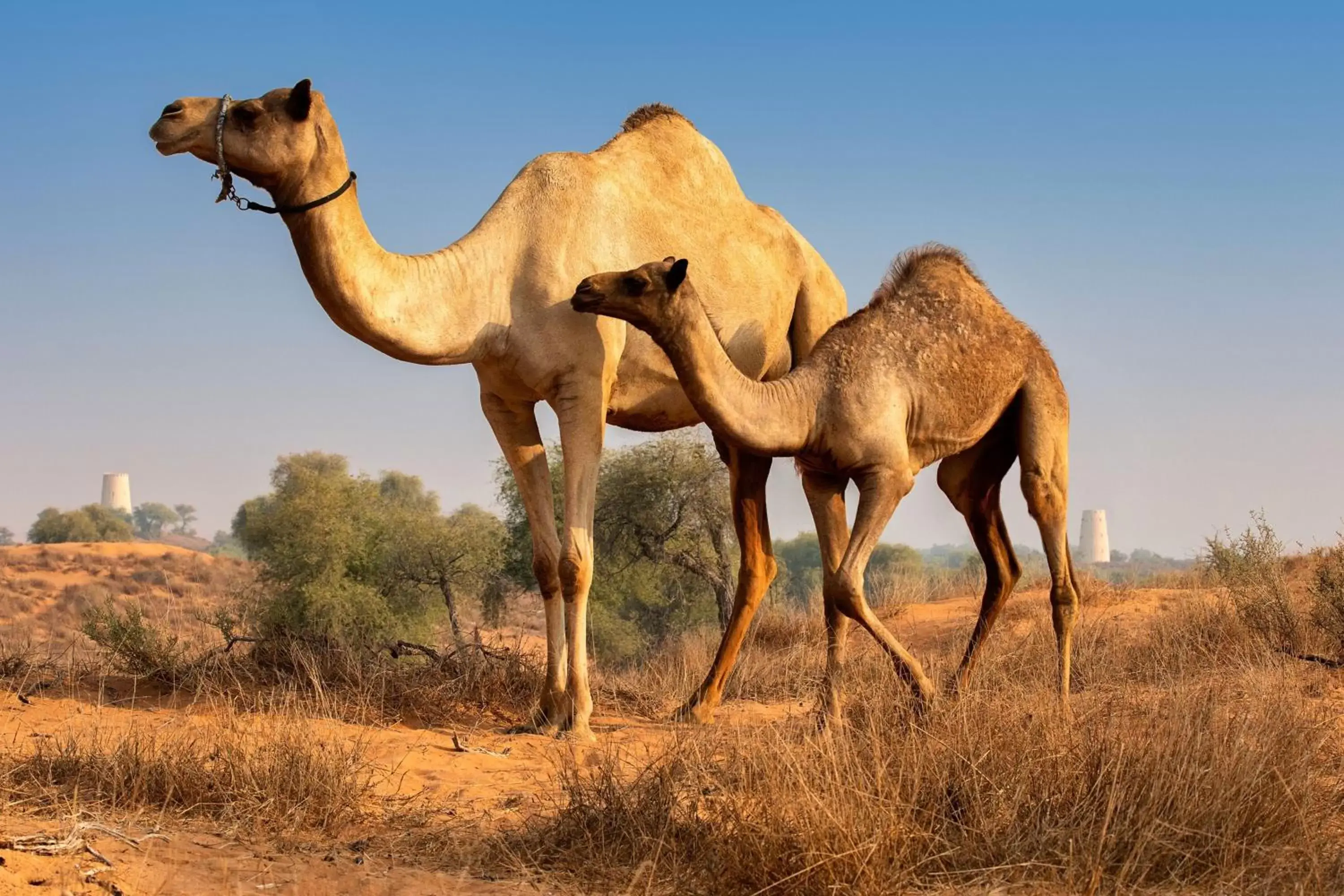 Other, Other Animals in The Ritz-Carlton Ras Al Khaimah, Al Wadi Desert