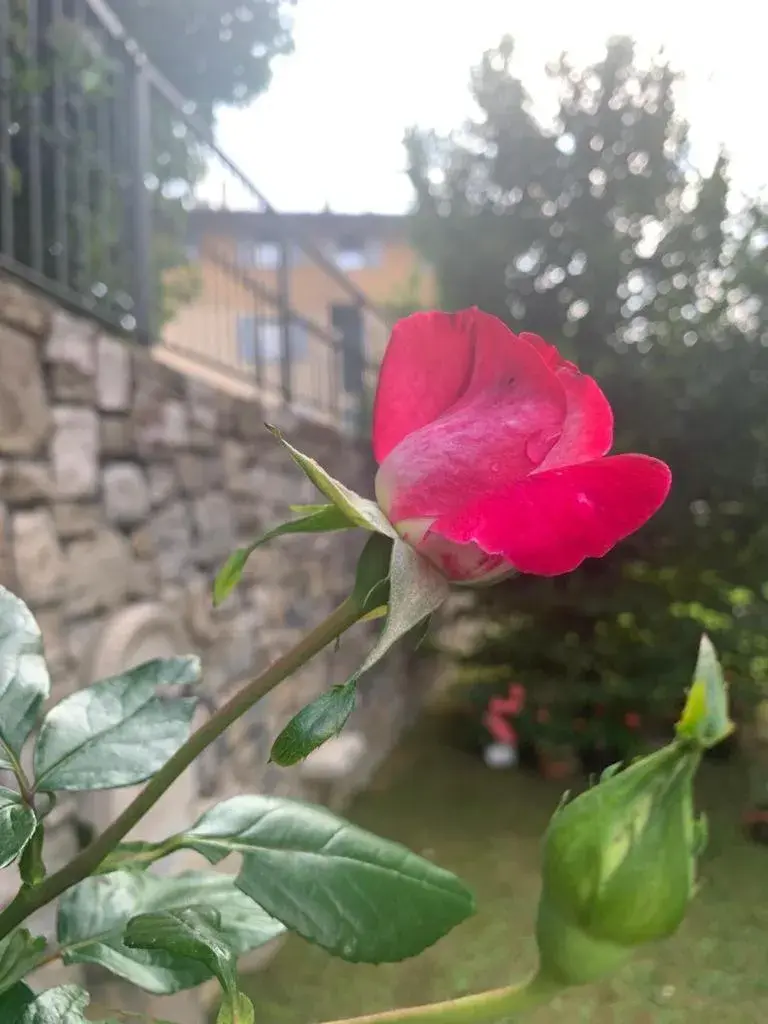 Garden in T'ami Hotel Resort Spa