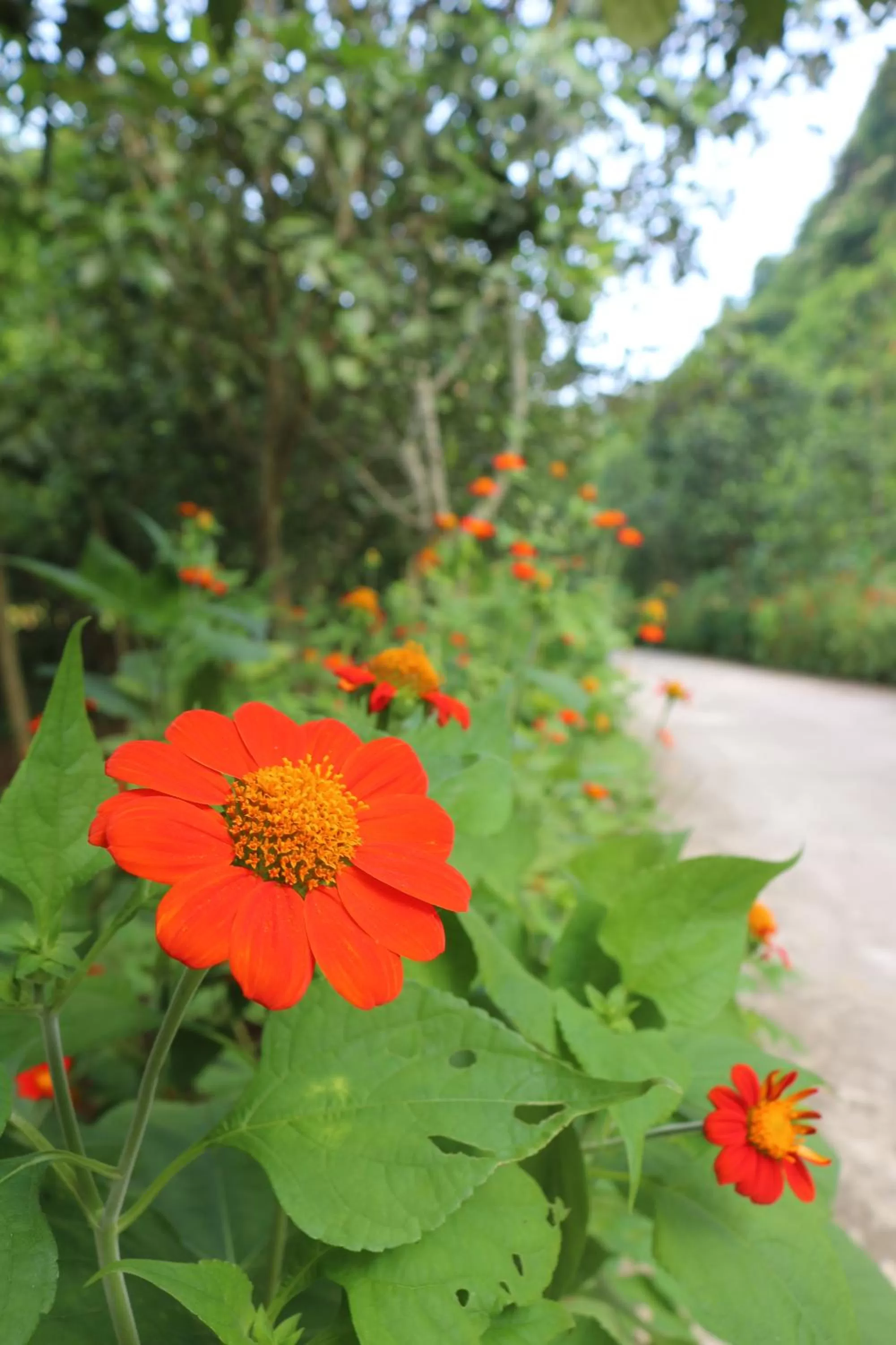 Natural landscape in Thung Nham Resort