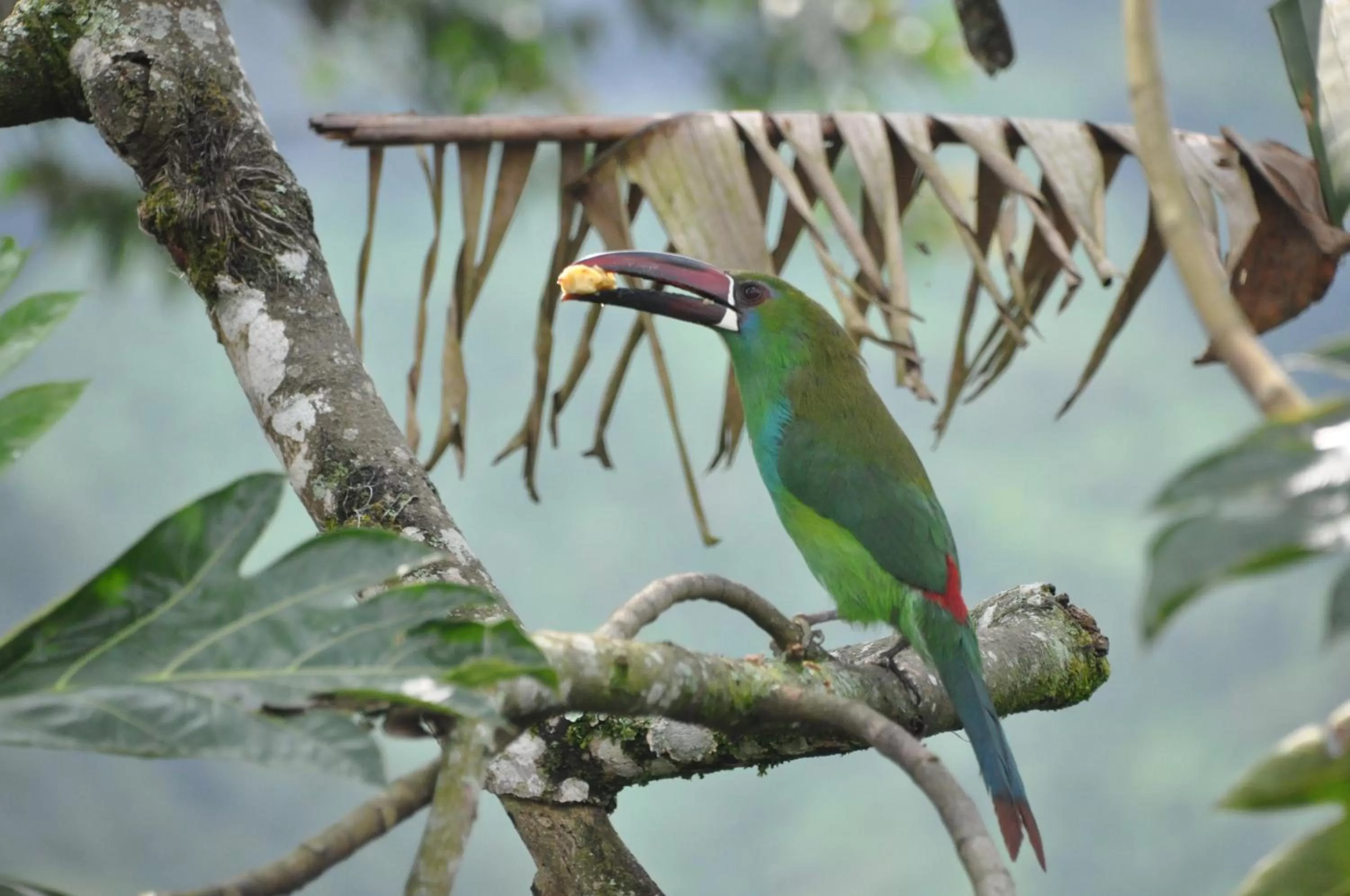 Mirador Finca Morrogacho
