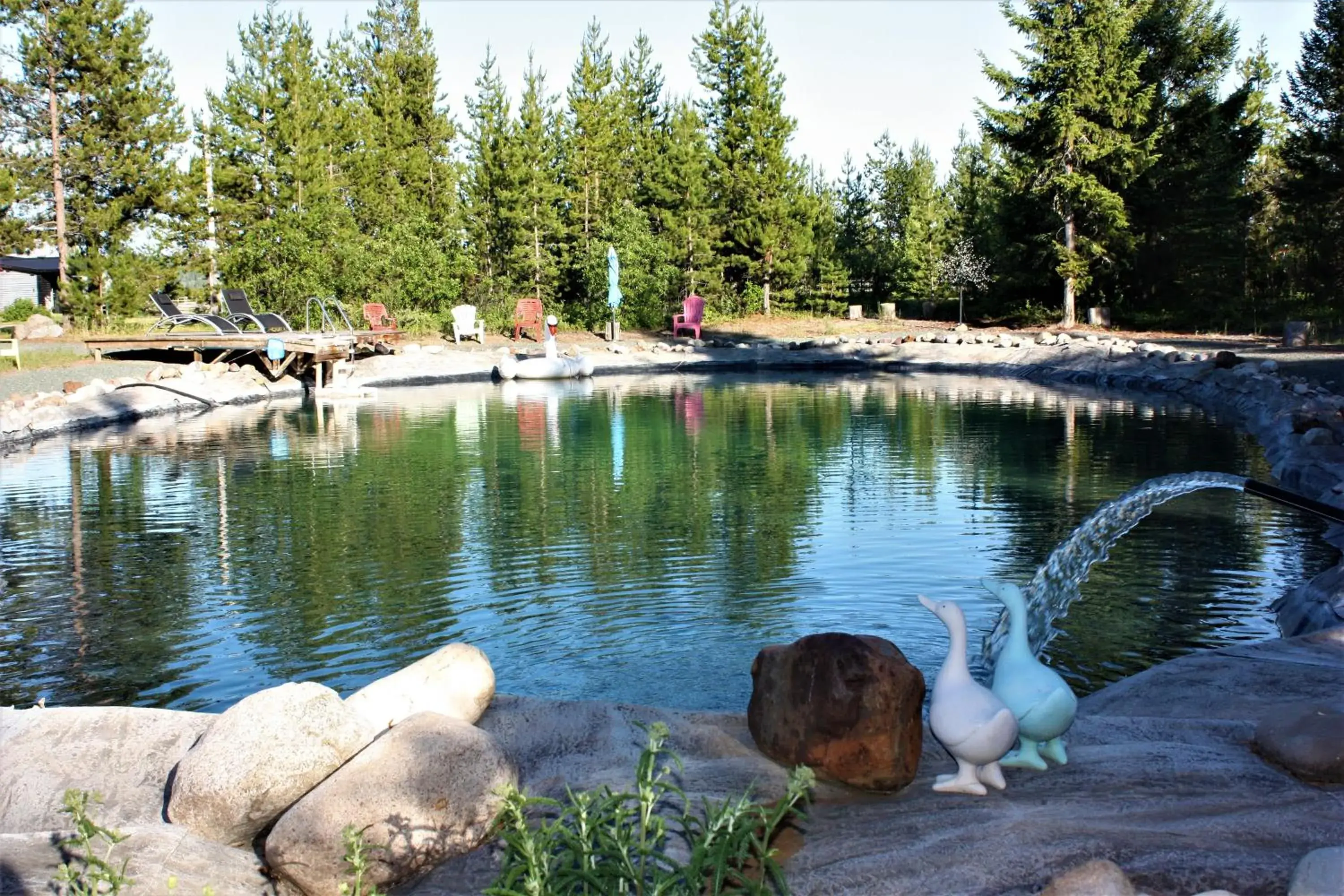 Swimming pool, Other Animals in Woodhouse Cottages And Ranch