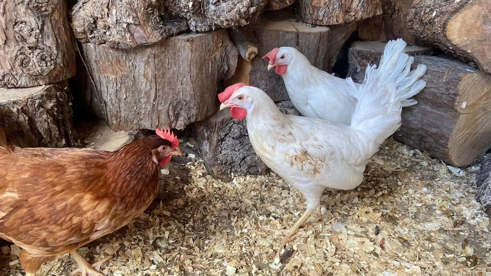 Animals, Other Animals in La Casa del Torreón