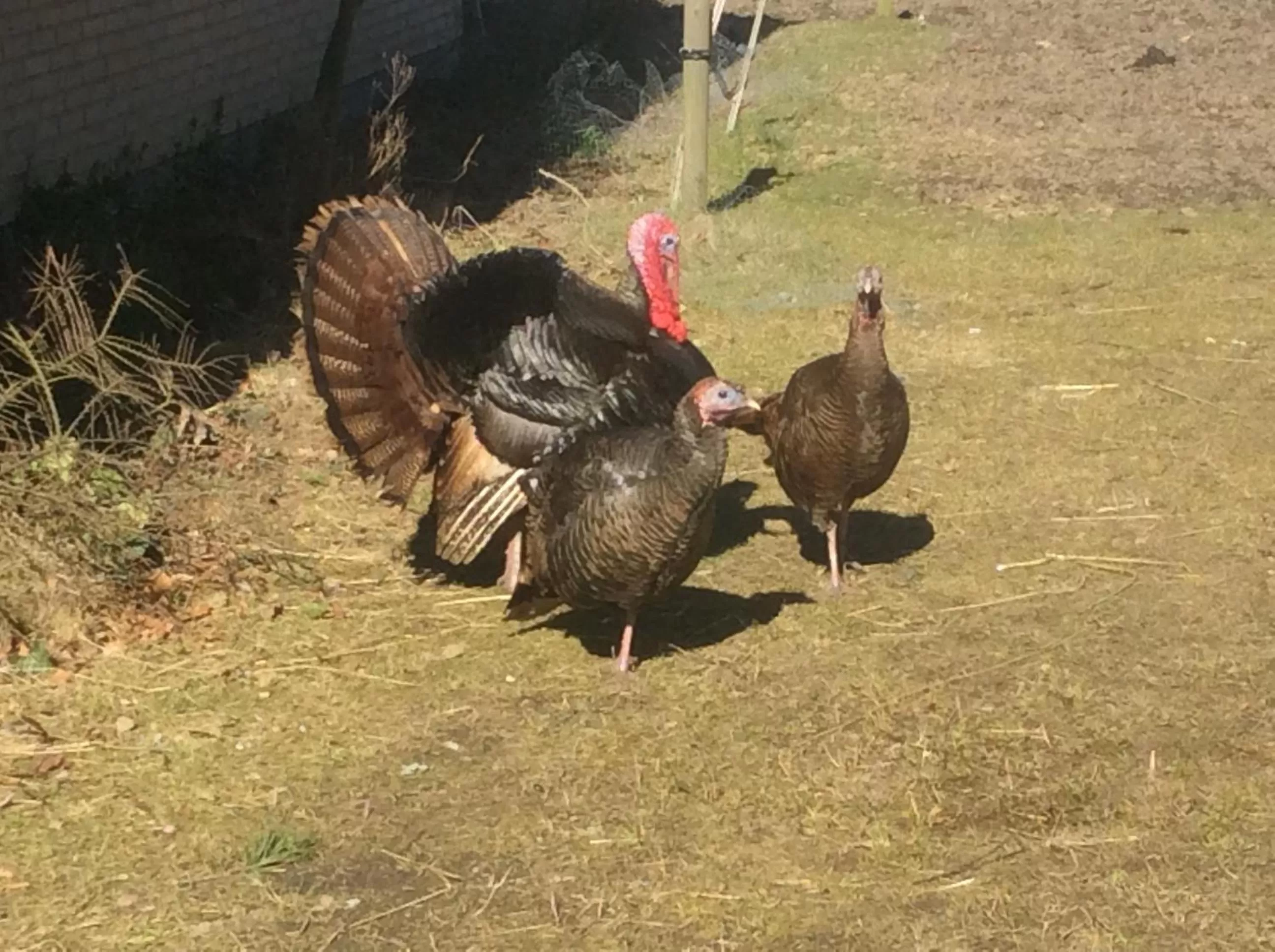 Animals in Skortskær Bondegårdsferie