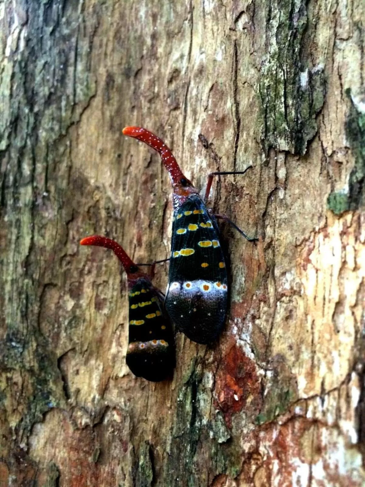 Other in Art's Riverview Lodge