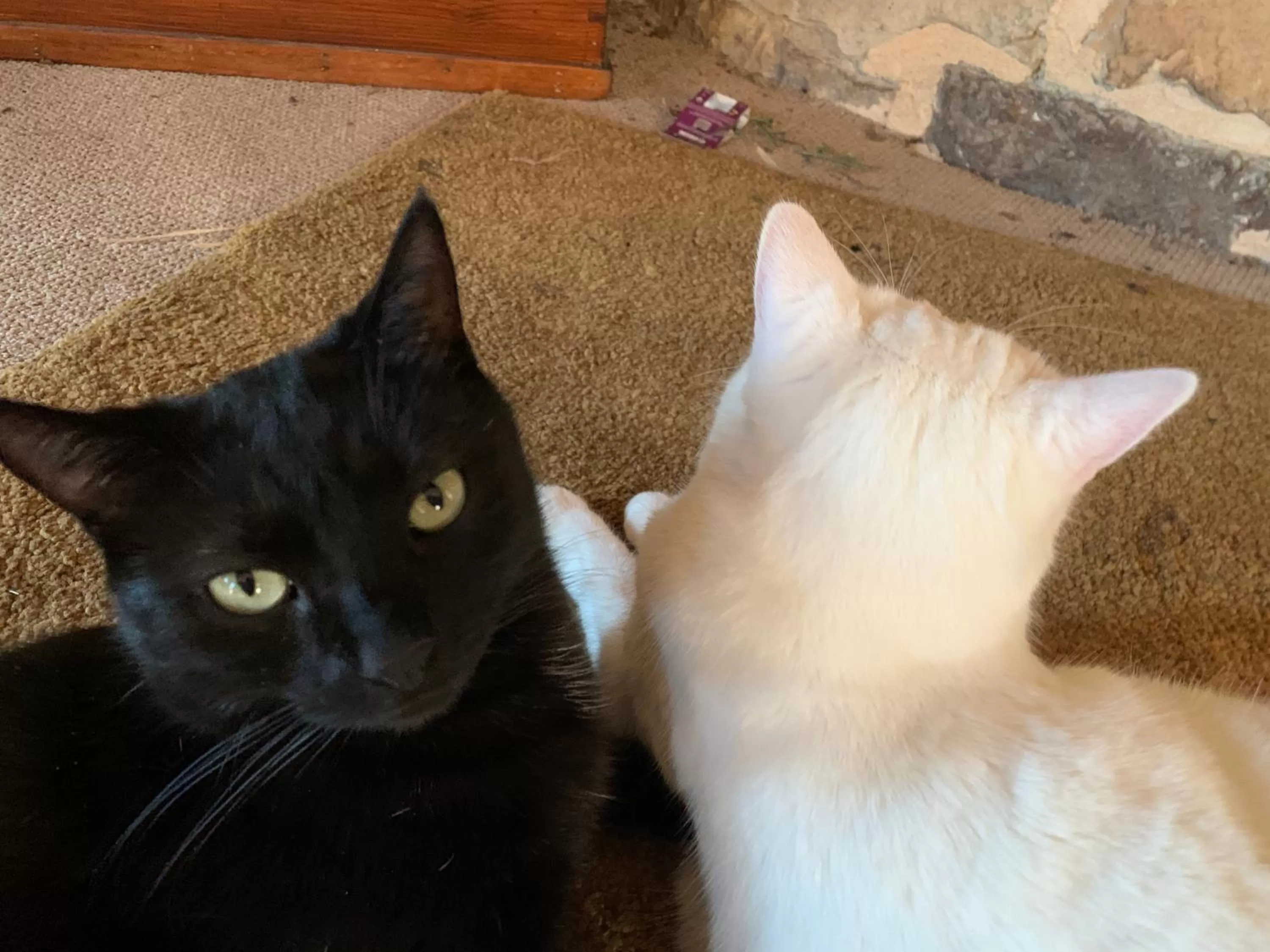 Pets in Le Bas Chesnay Chambres D'Hotes Domfront en Poiraie