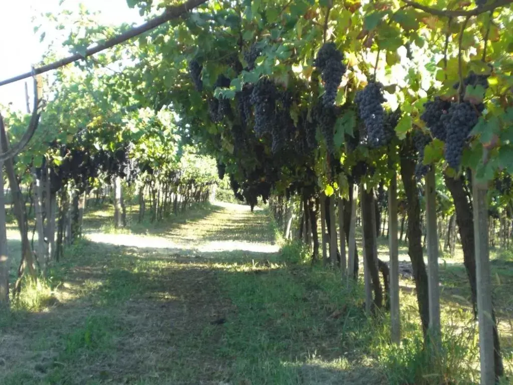 Natural landscape, Garden in Bed & Breakfast Sforza 19