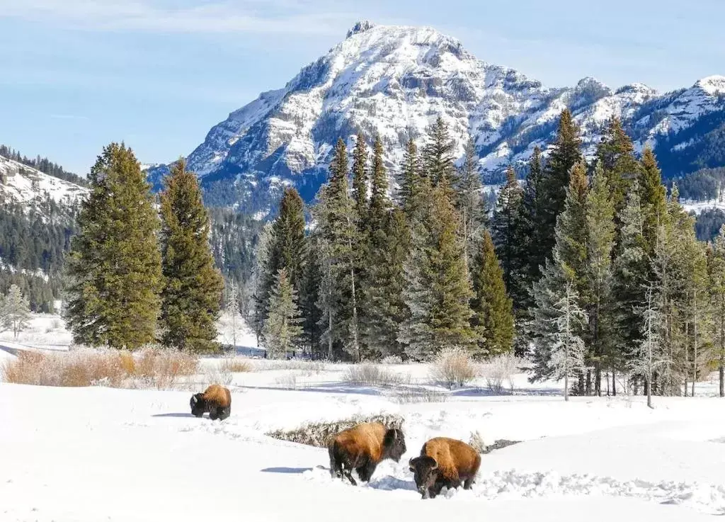 Day, Winter in The Bucking Moose