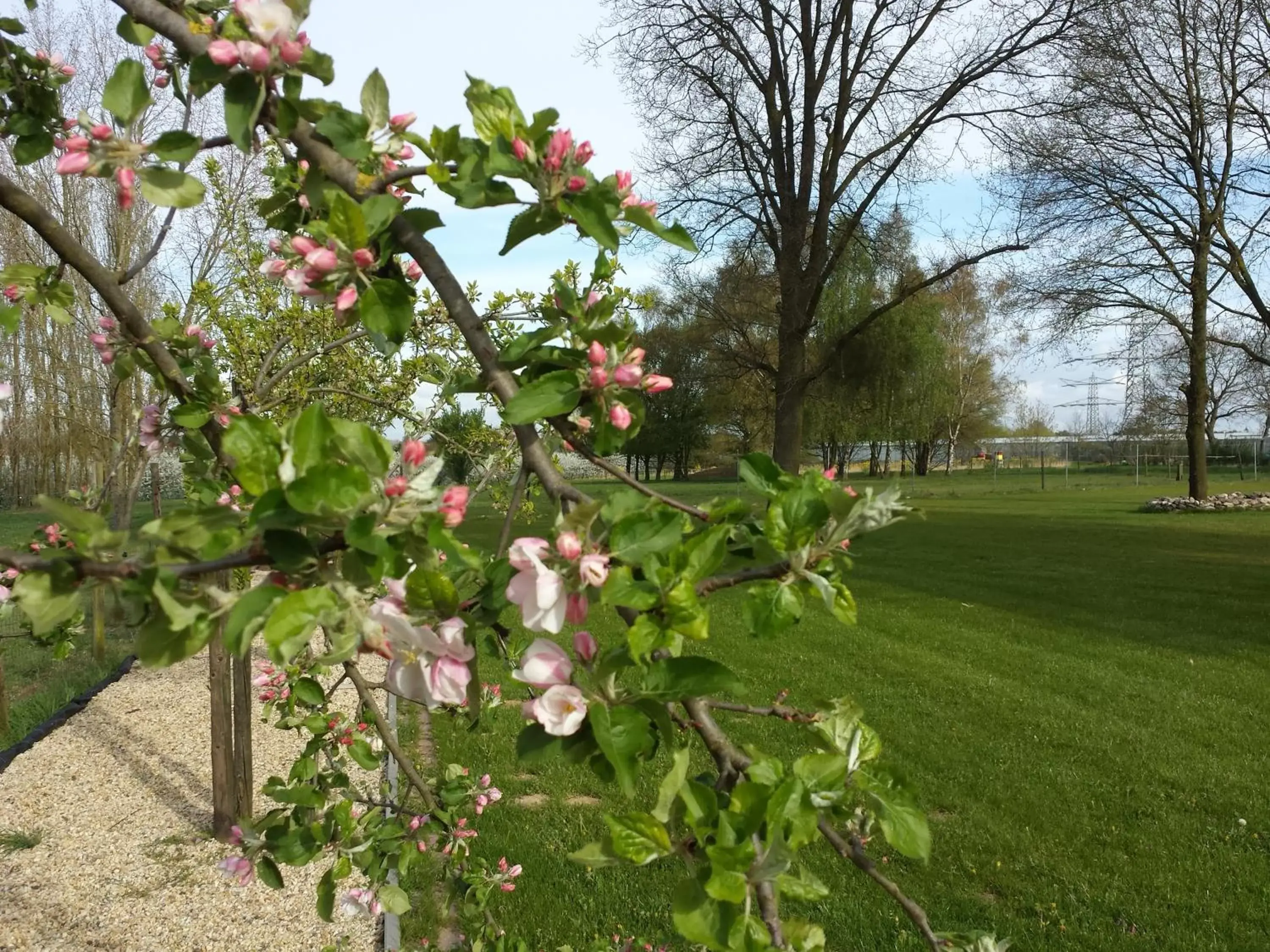 Spring, Garden in B&B Johannes-Hoeve