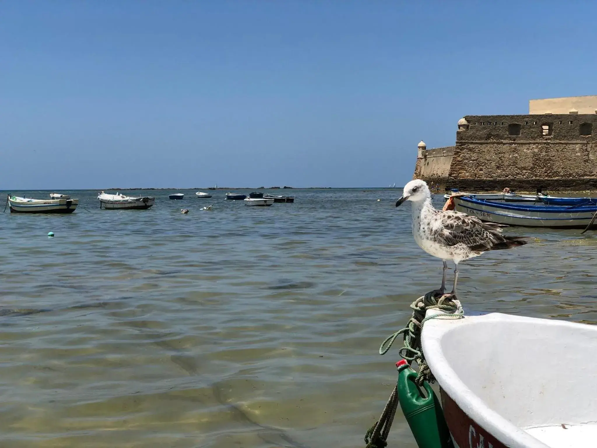 Beach, Other Animals in Planeta Cadiz Hostel