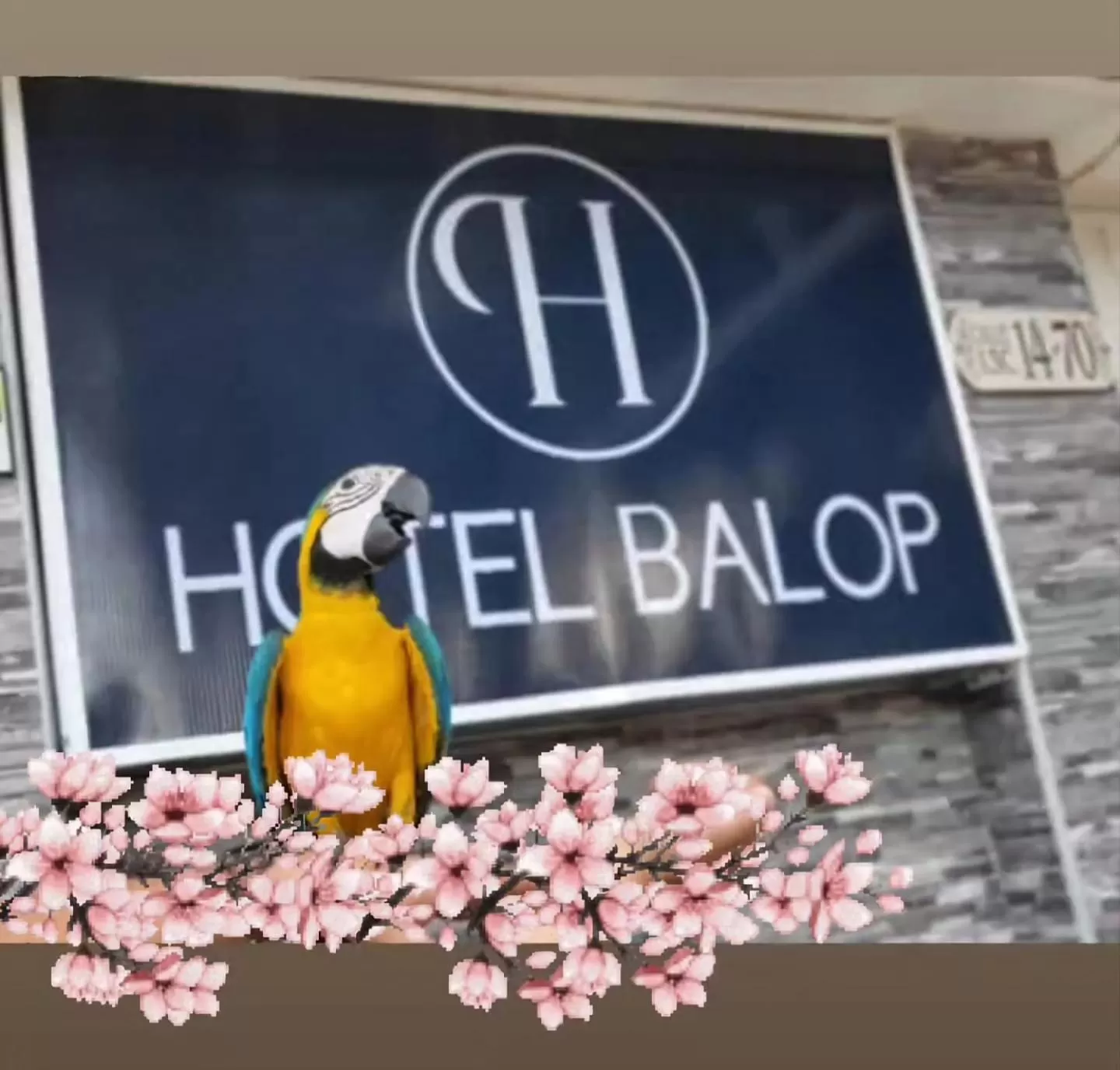 Property building in Hotel Balop