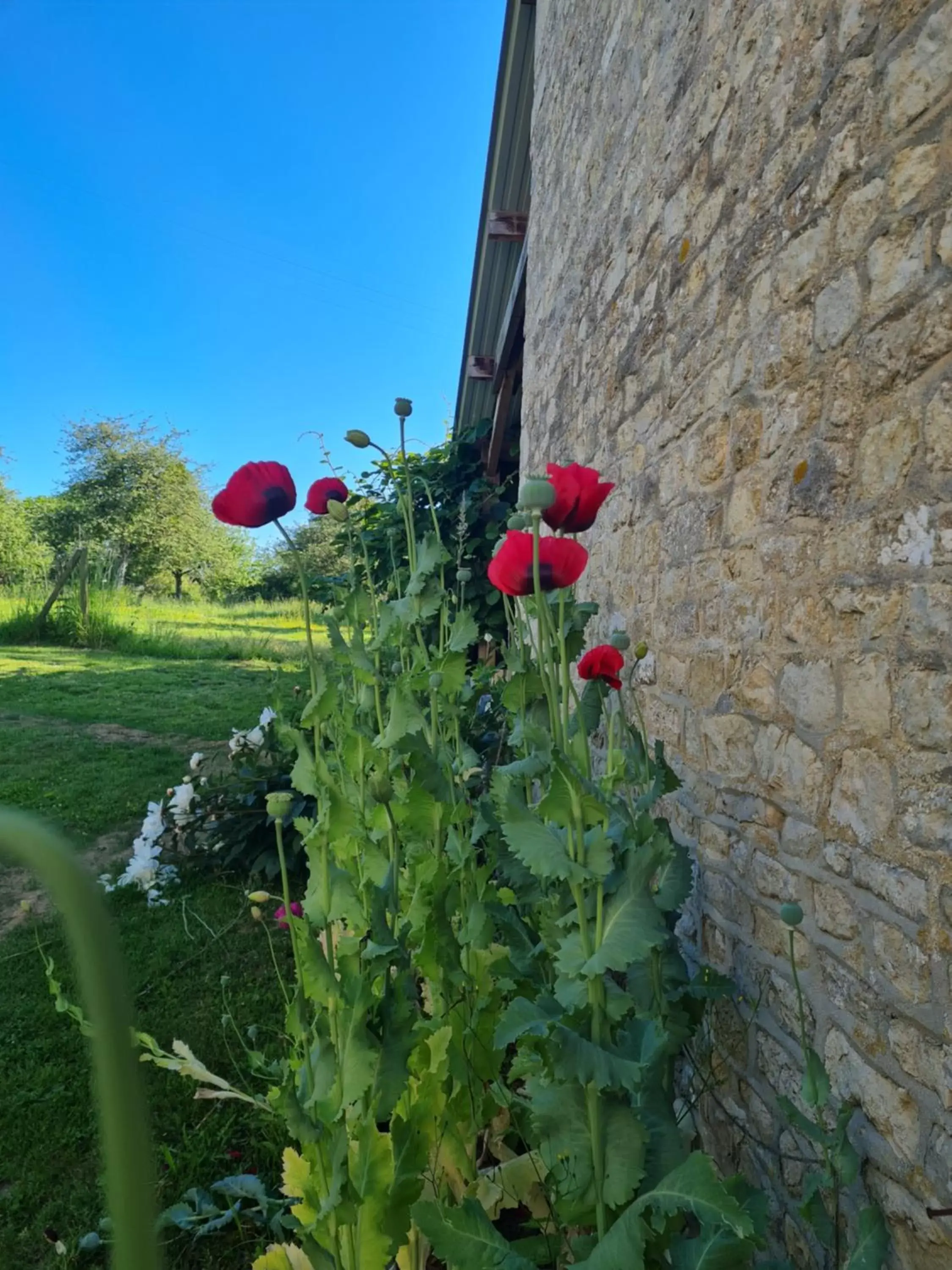 Garden in Domaine De La Cour Vautier