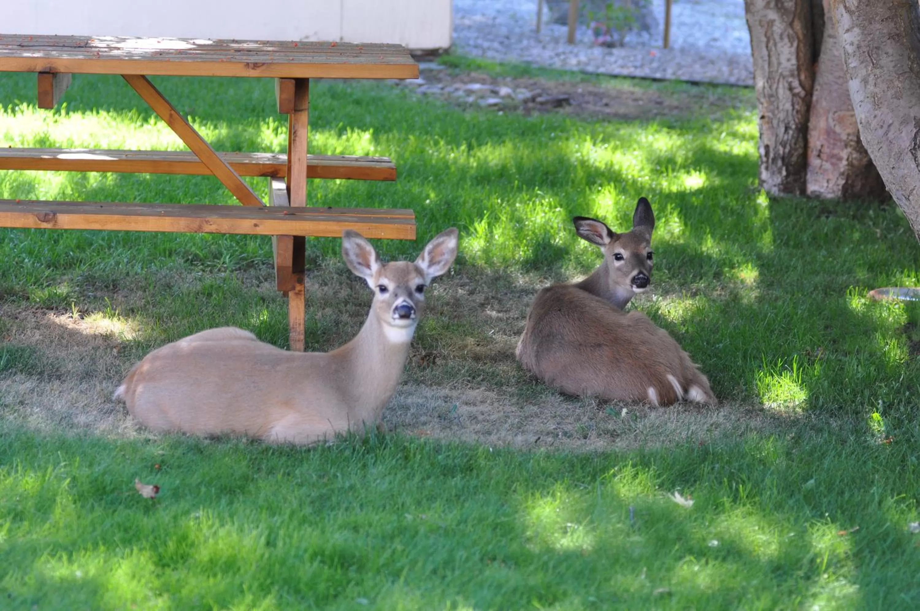 Animals, Other Animals in Western Traveller Motel