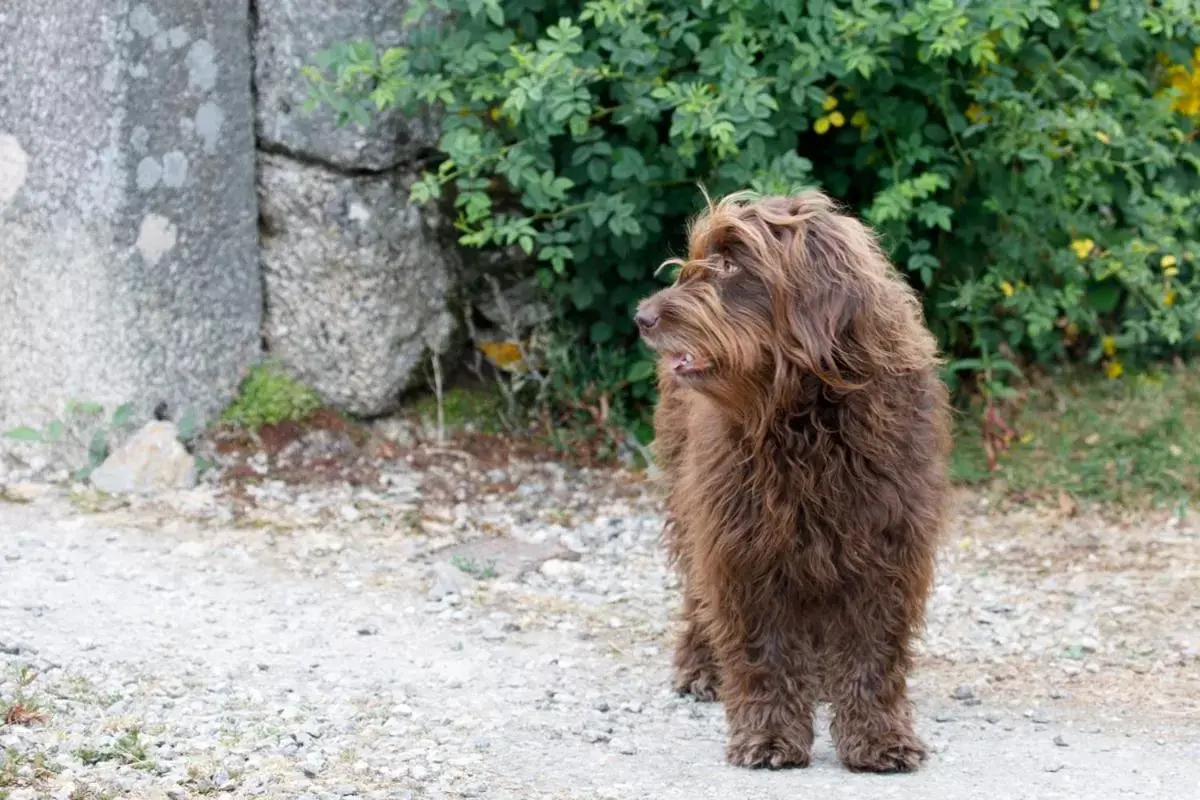 Pets in Trewardale