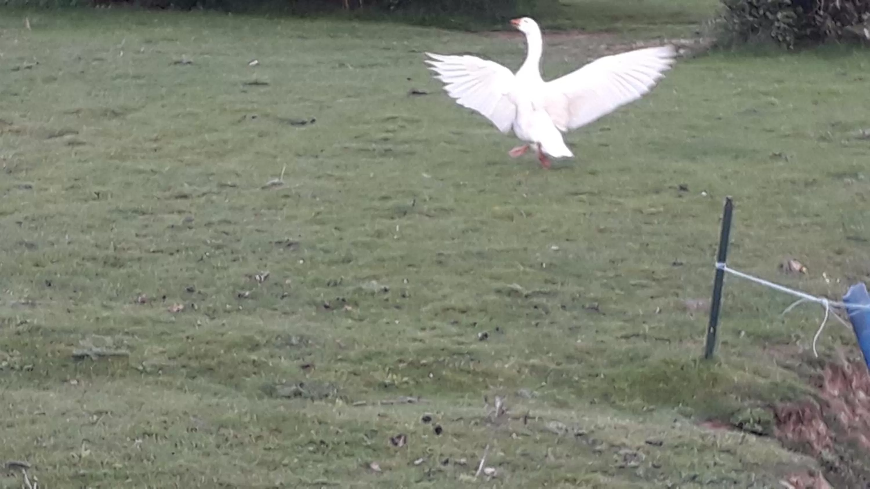 Pets in Chambre d'Hôte La Boulière