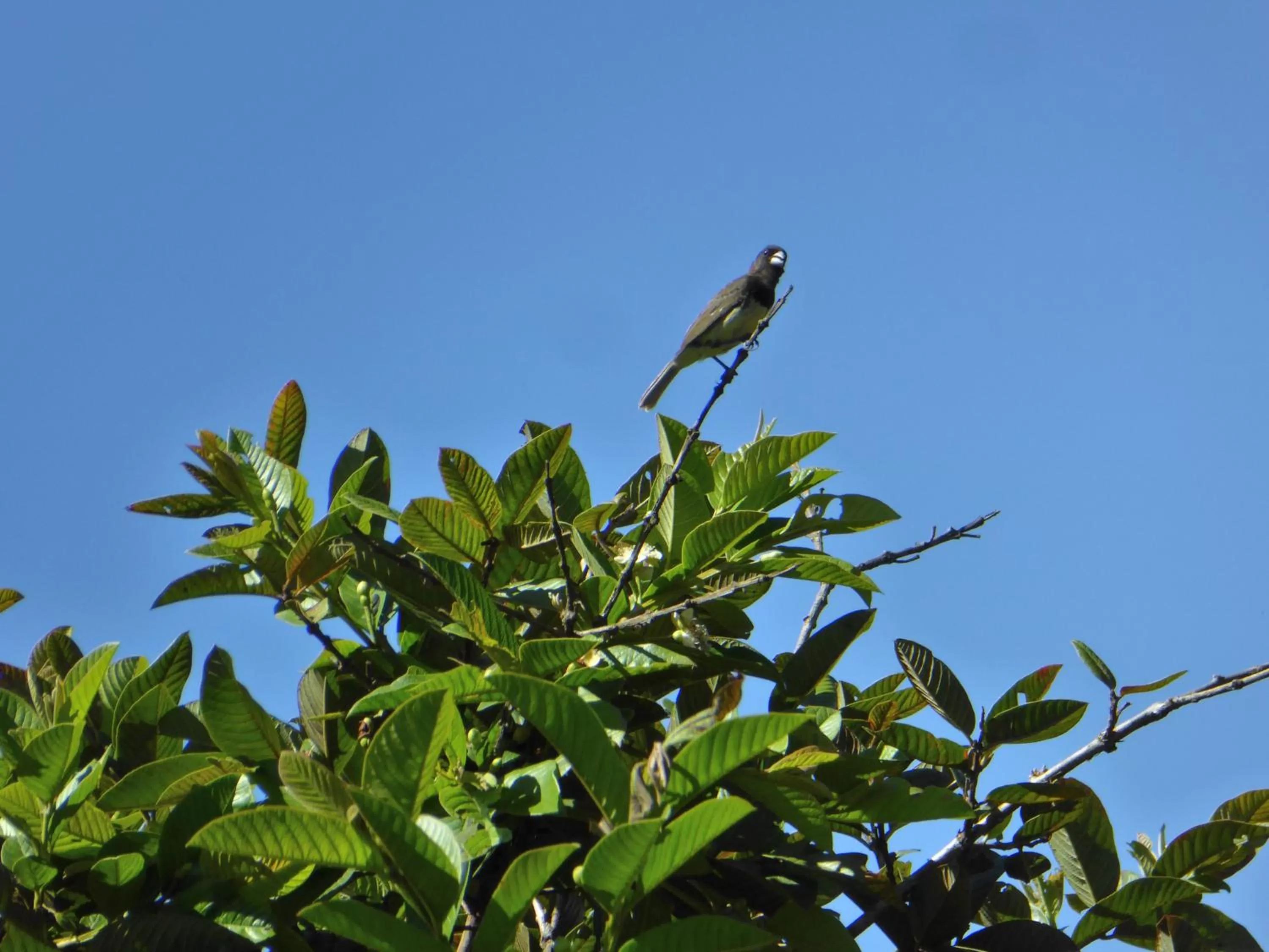 Pets in Finca El Cielo
