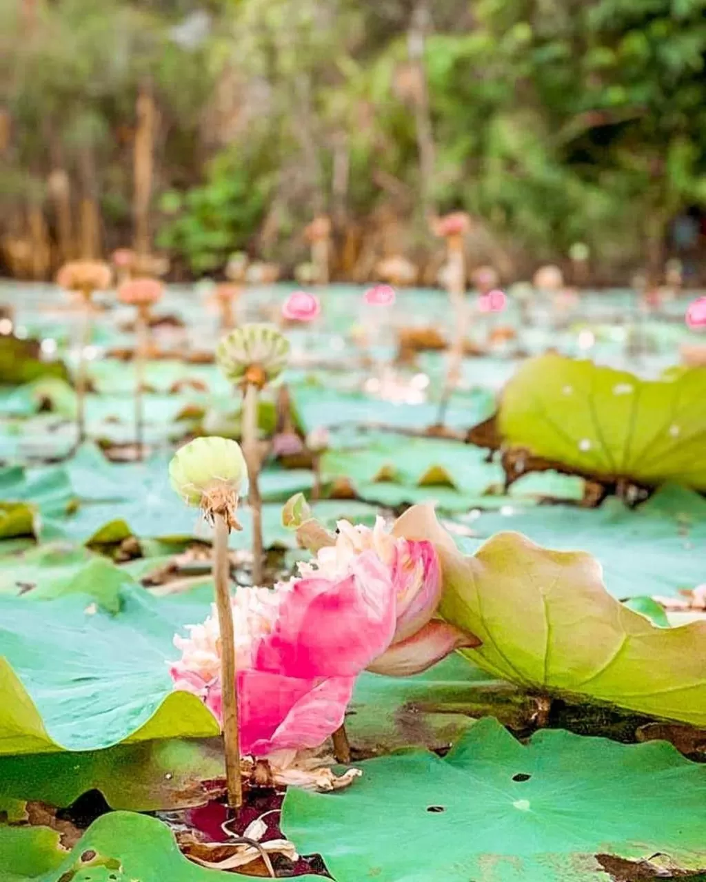 Kunang Kunang Heritage Villas