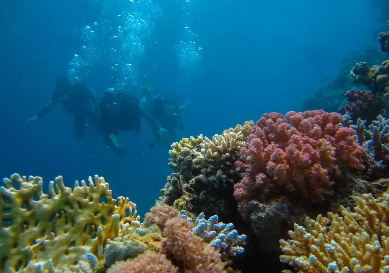 Activities in Sahara Hotel Eilat Activities in Sahara Hotel Eilat