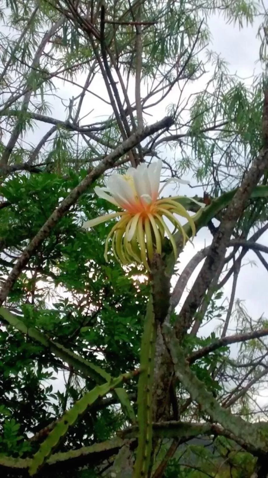 Natural landscape in Finca San Pedro