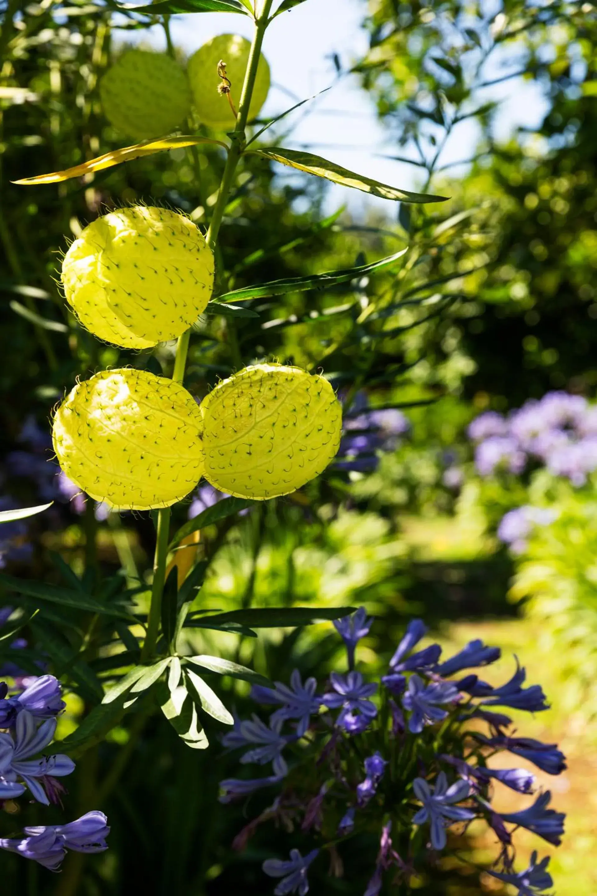 Garden in Grand Hotel Cocumella