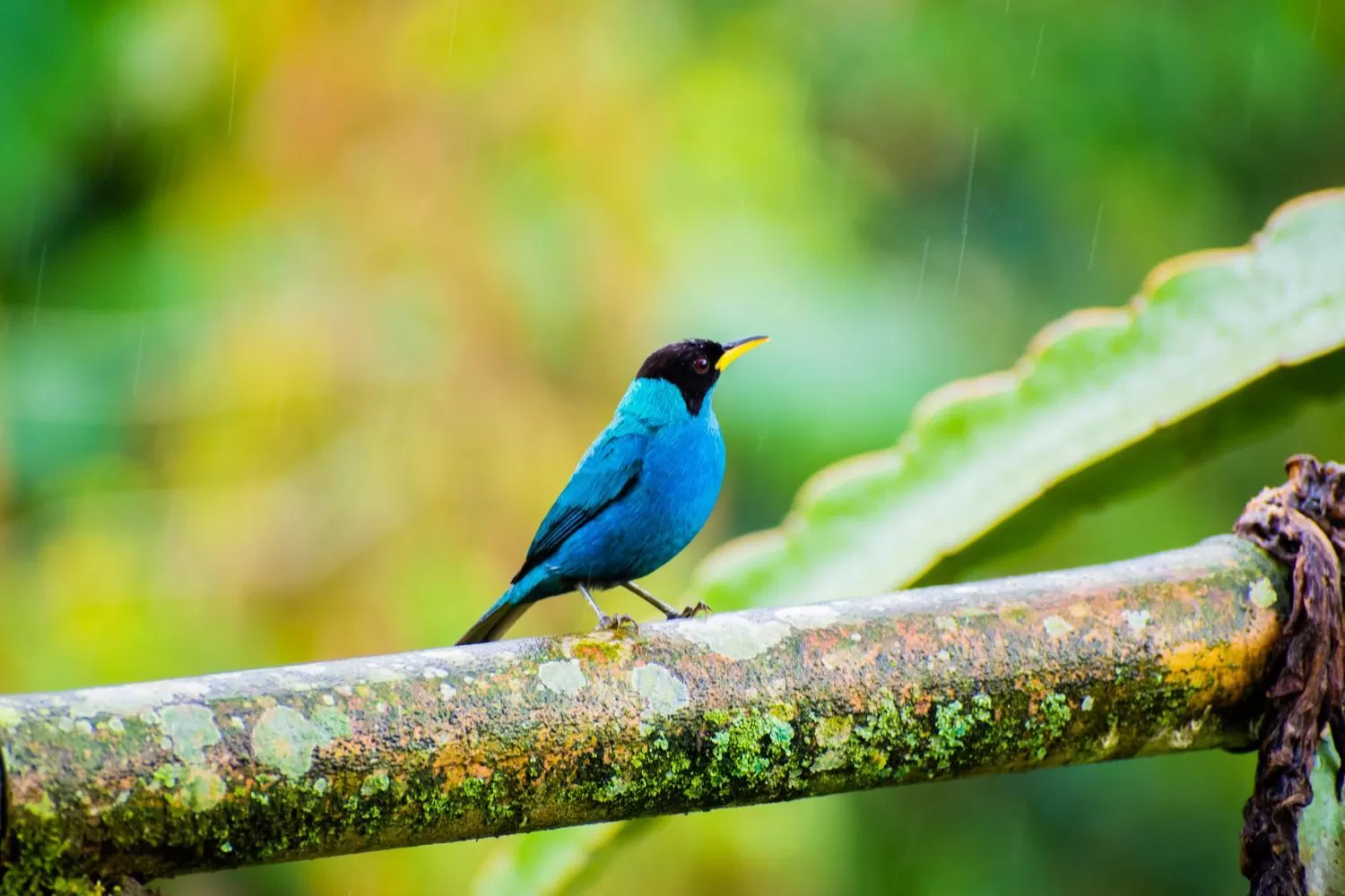 Animals in Villa Cristina - Casa Boutique