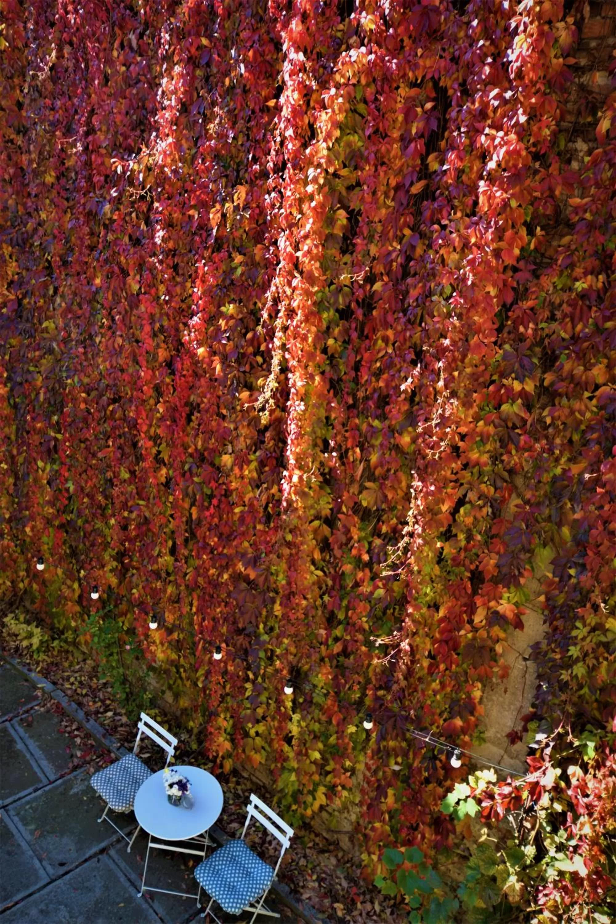 Bird's eye view in Goldsmith