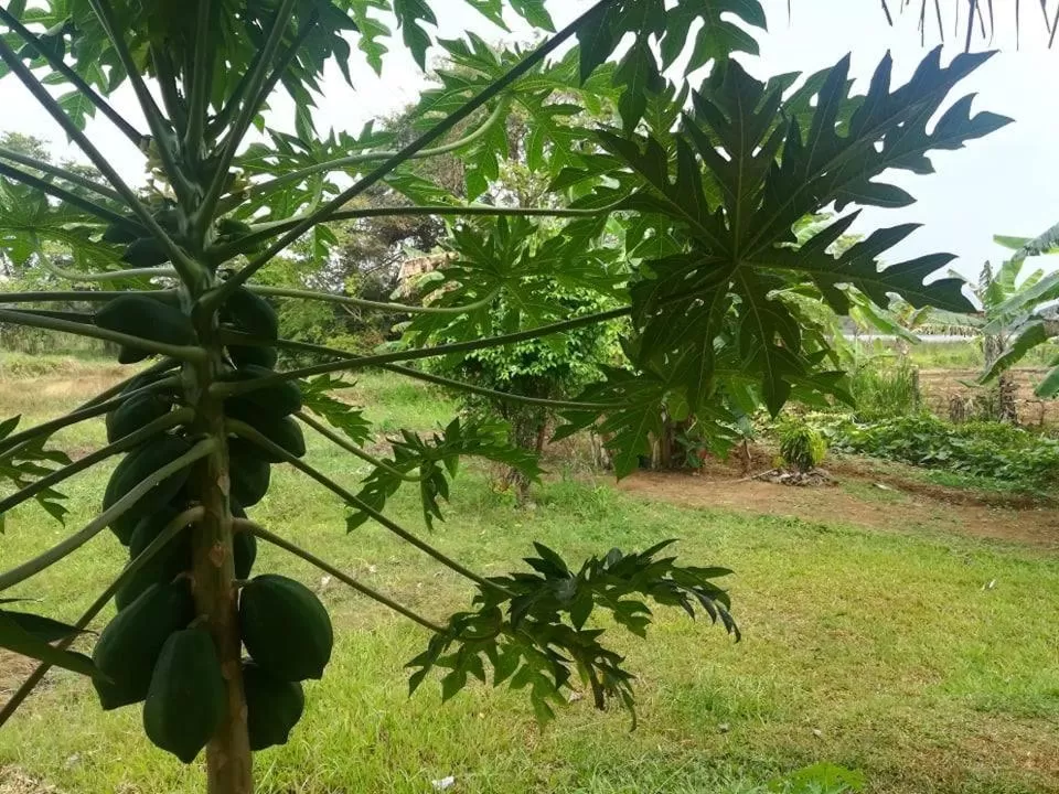 Garden in Lake Bliss