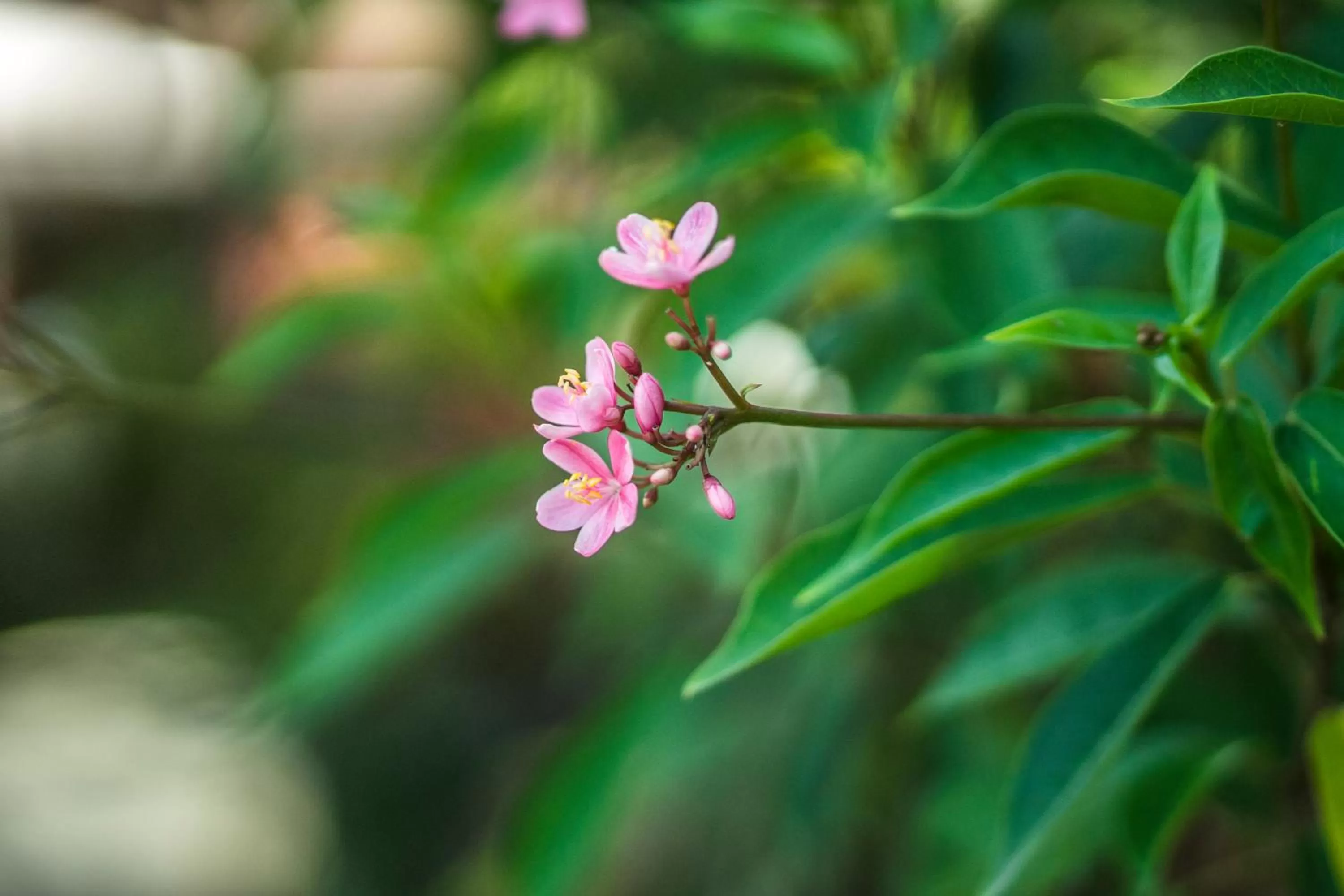 Natural landscape in Cendana Resort & Spa by Mahaputra