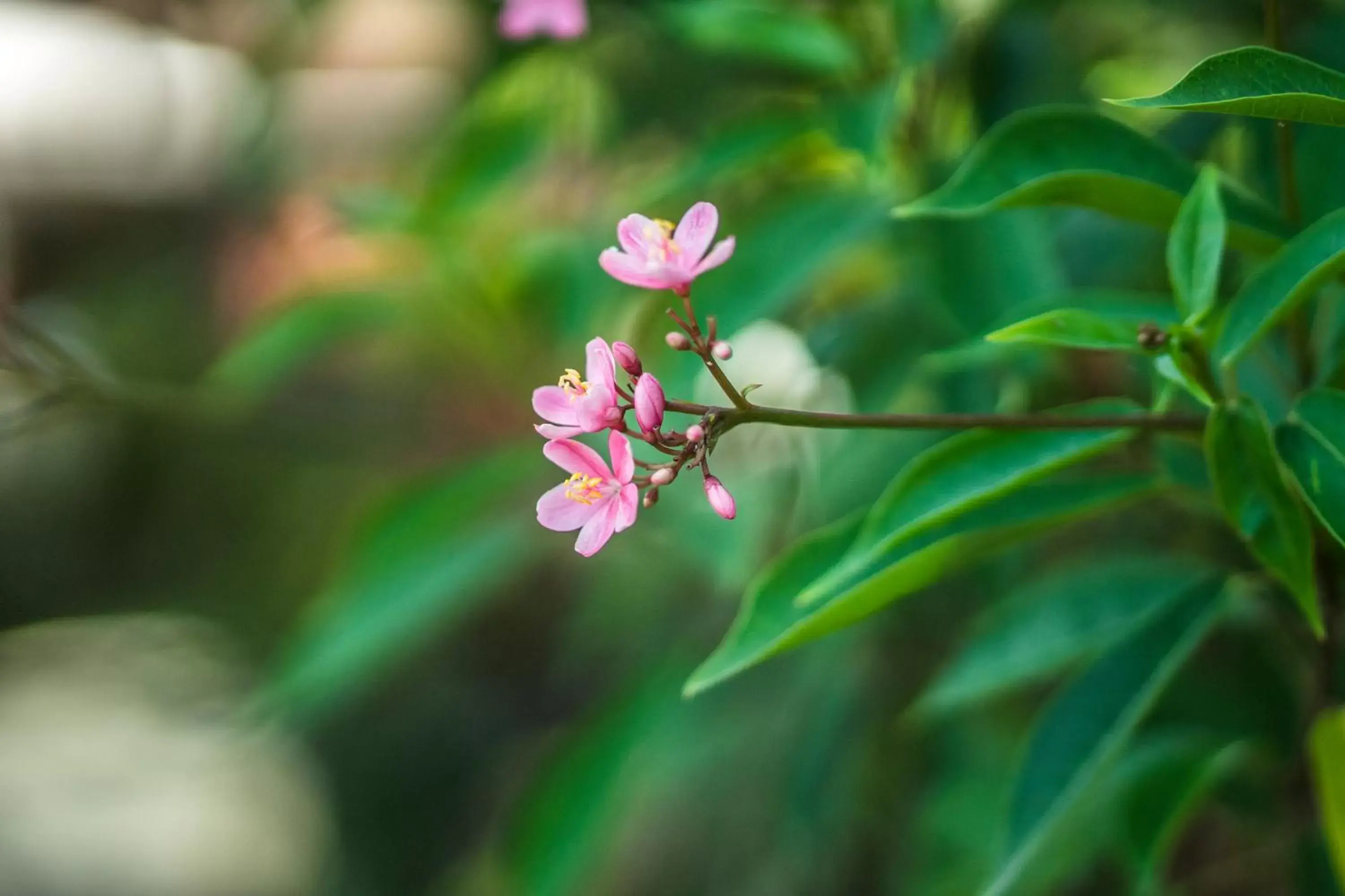 Natural landscape in Cendana Resort & Spa by Mahaputra