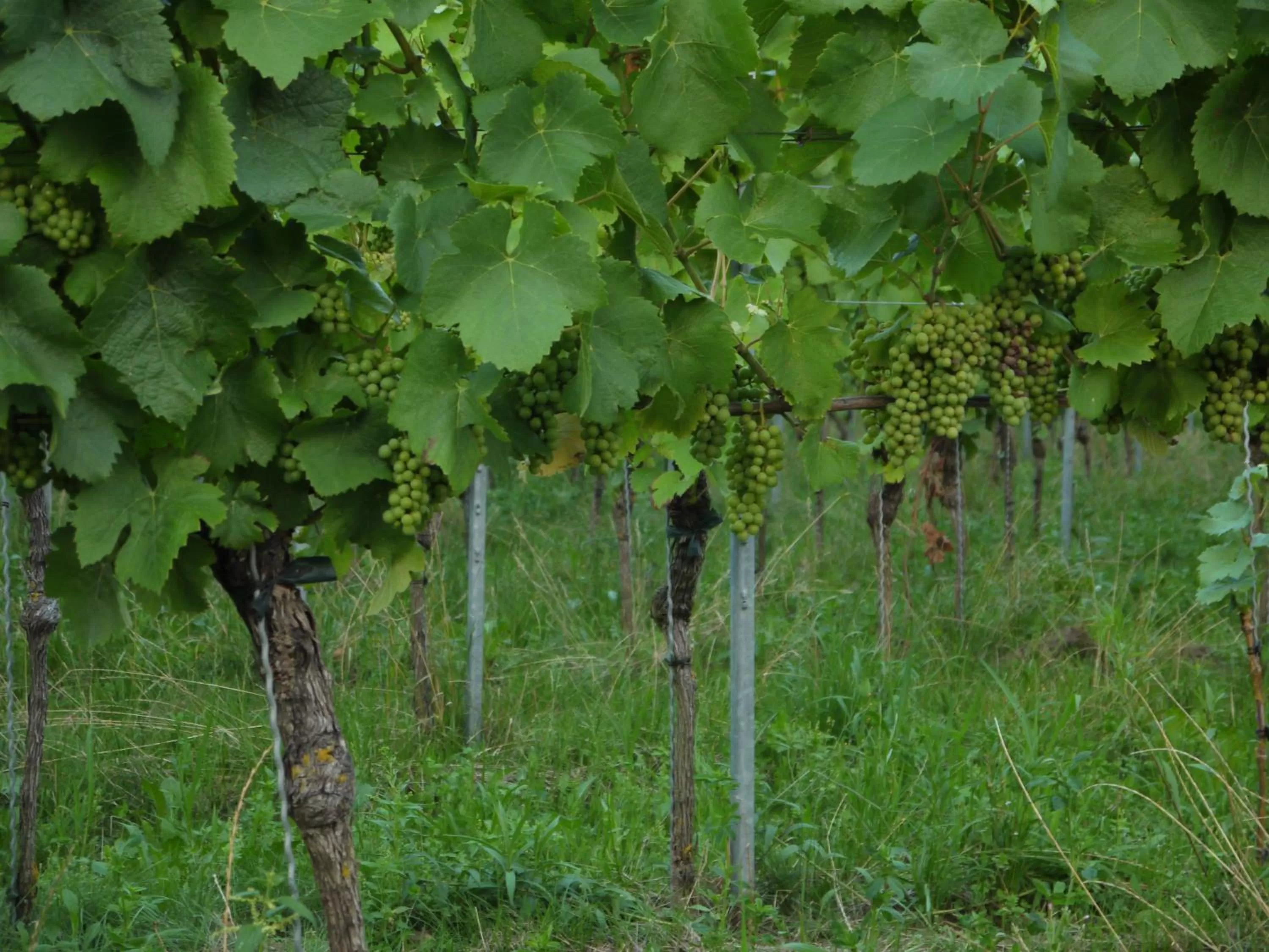 Natural landscape in Hotel Engel