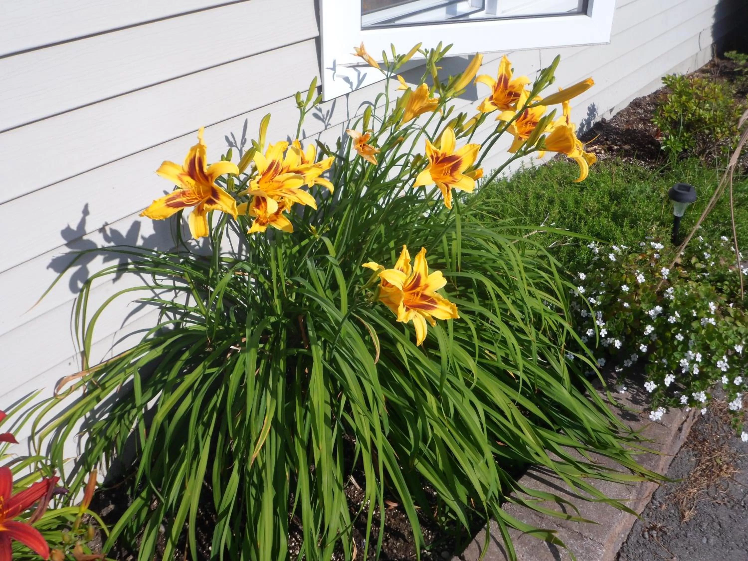 Decorative detail in The Silver Birch Motel