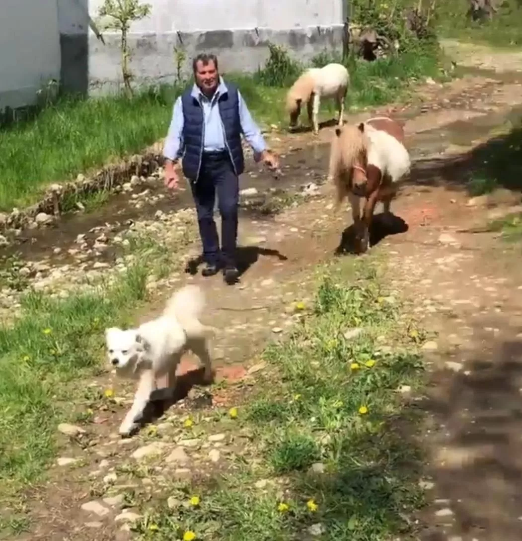 Property building, Pets in Pensiunea SilvAnka