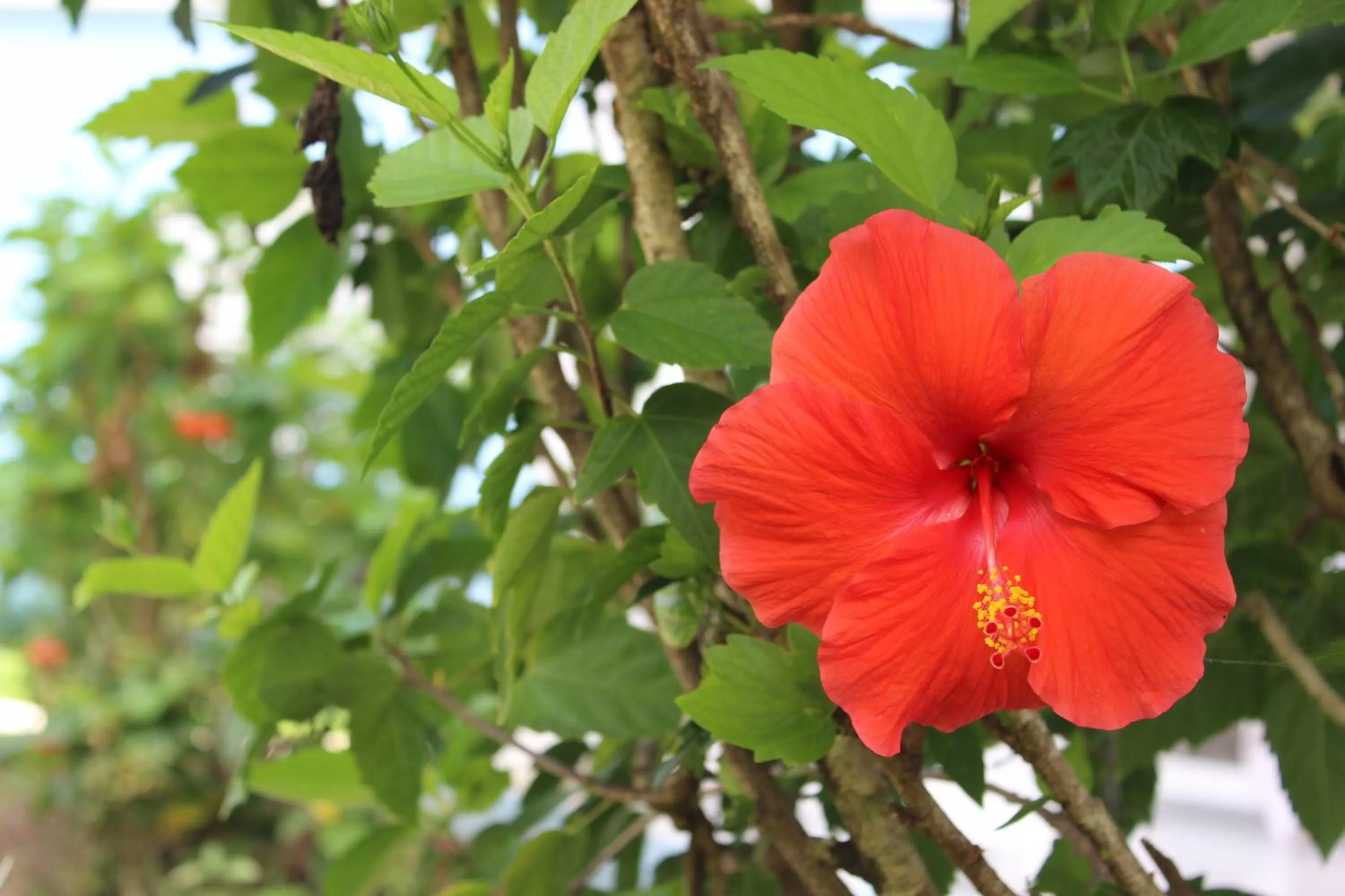 Beachcomber Club Resort