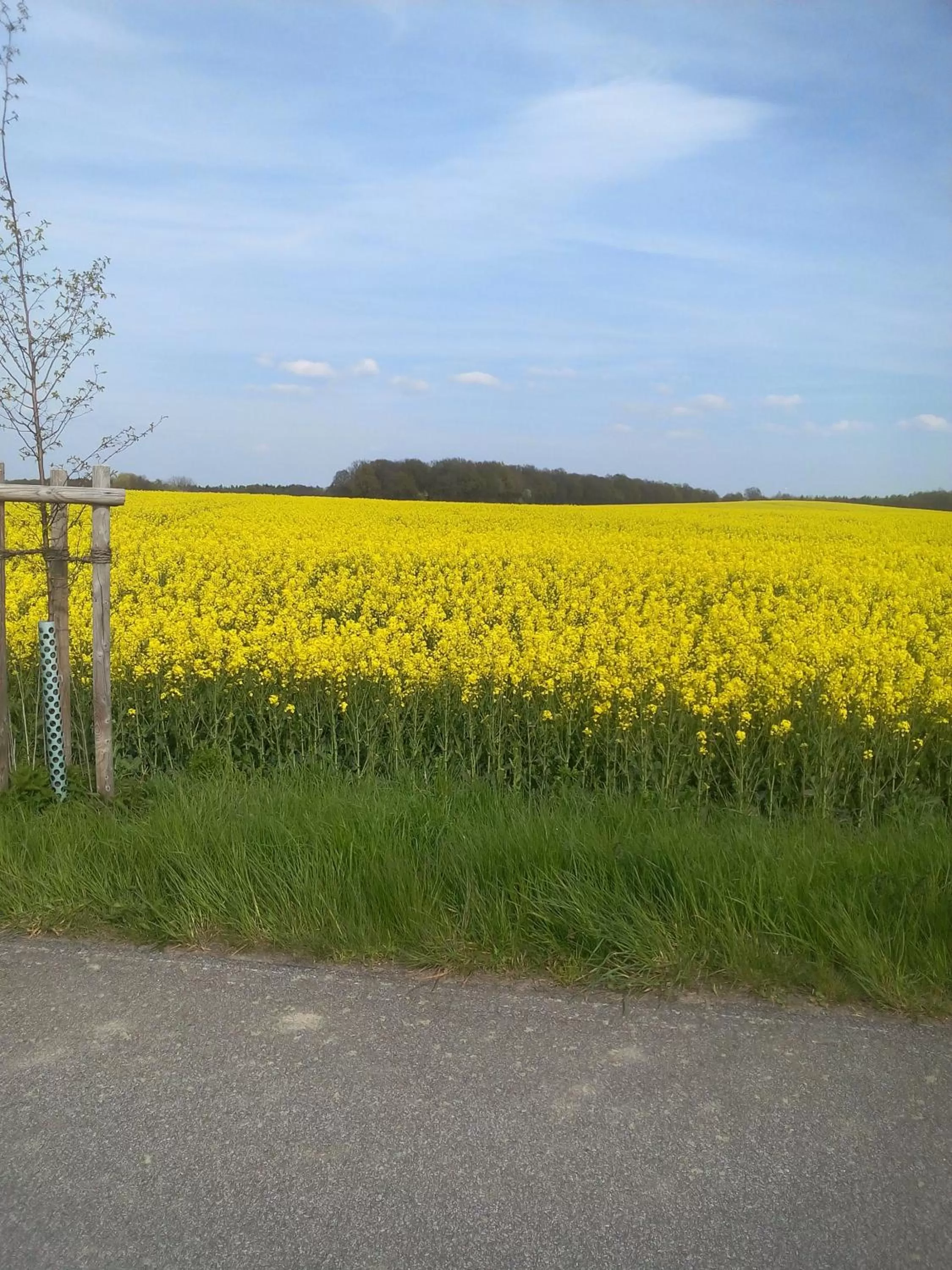 Breakfast in Hotel & Pension Aßmann
