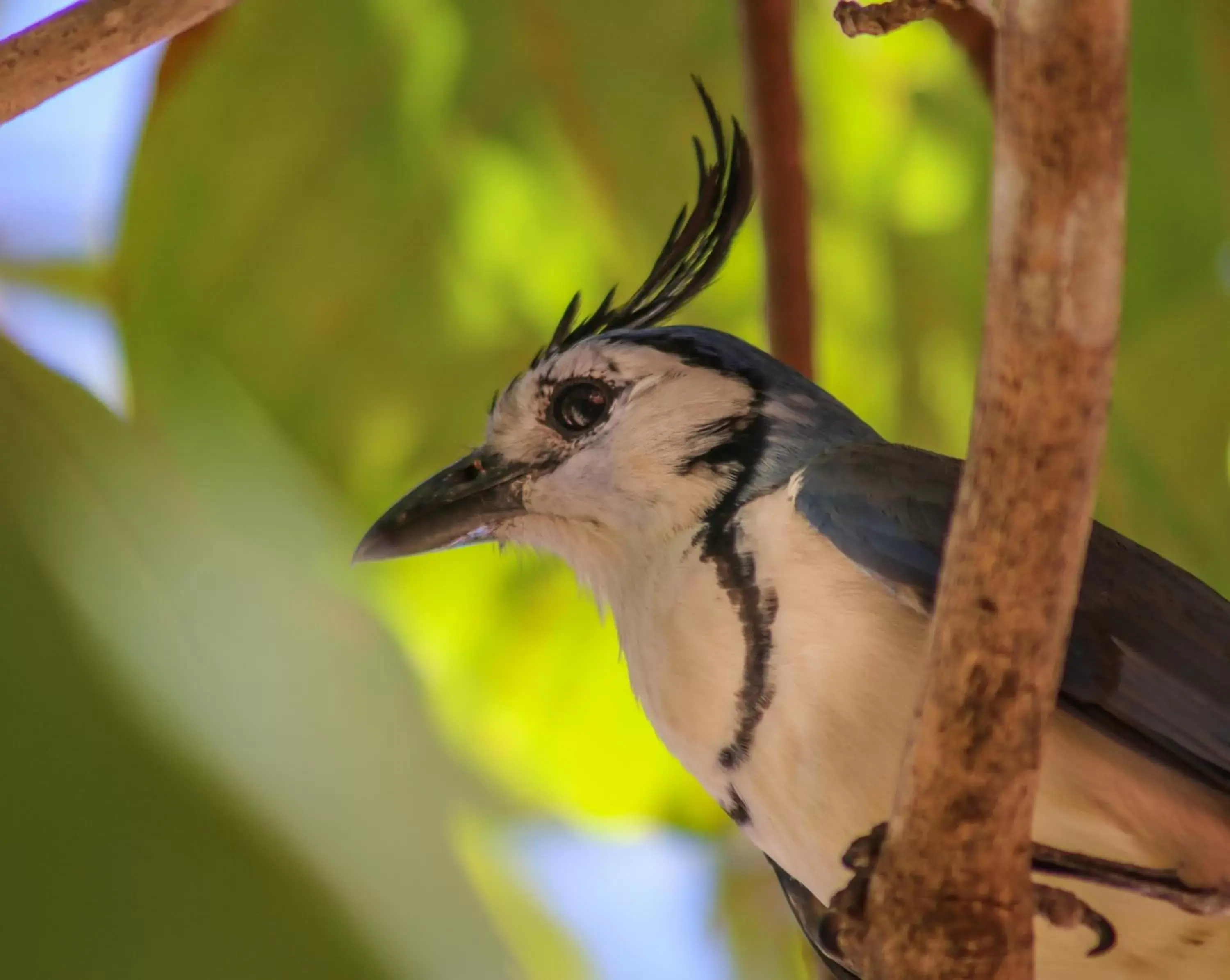 Other Animals in Hotel Marielos