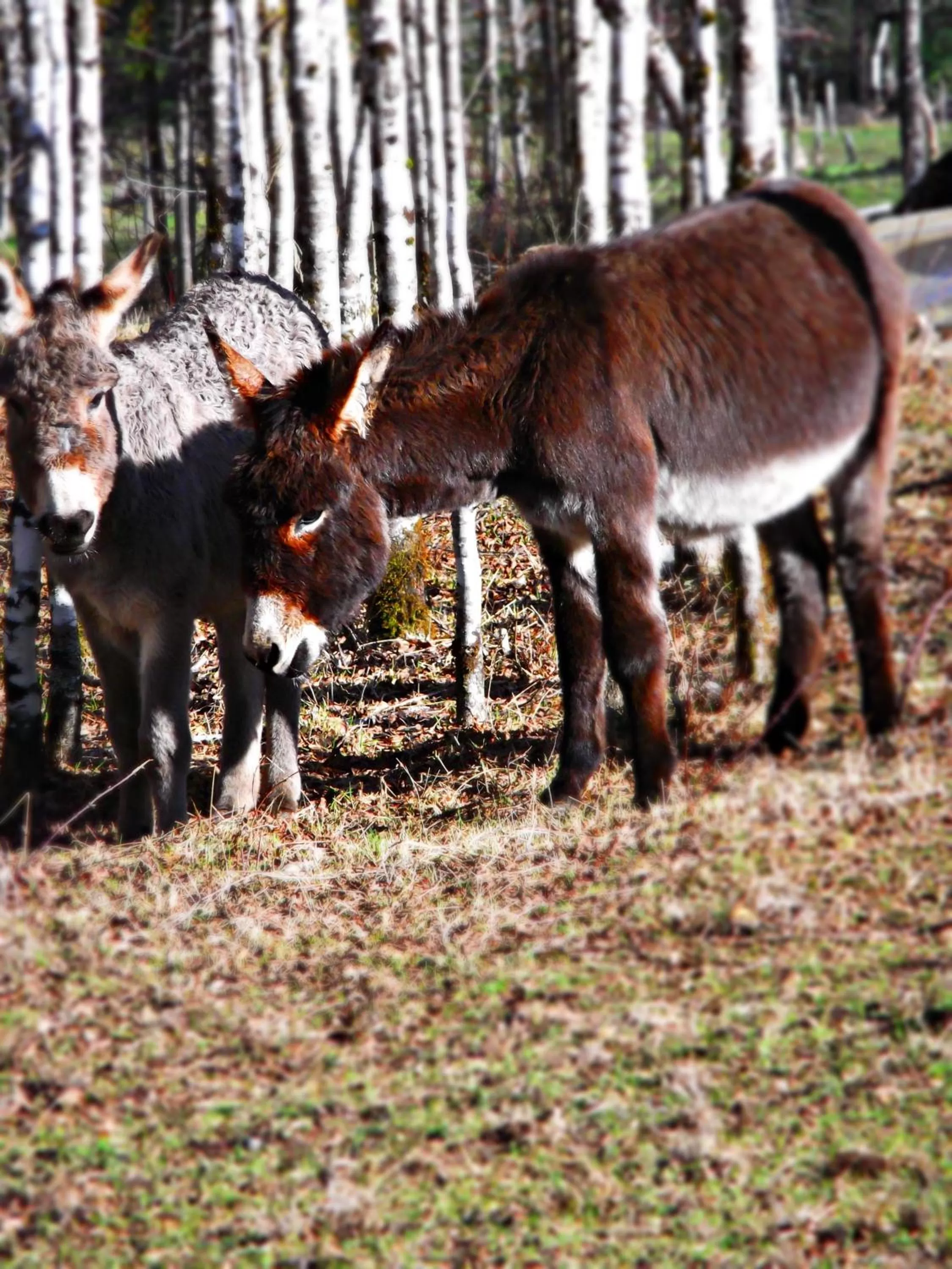Animals, Other Animals in Hotel Salto del Carileufu