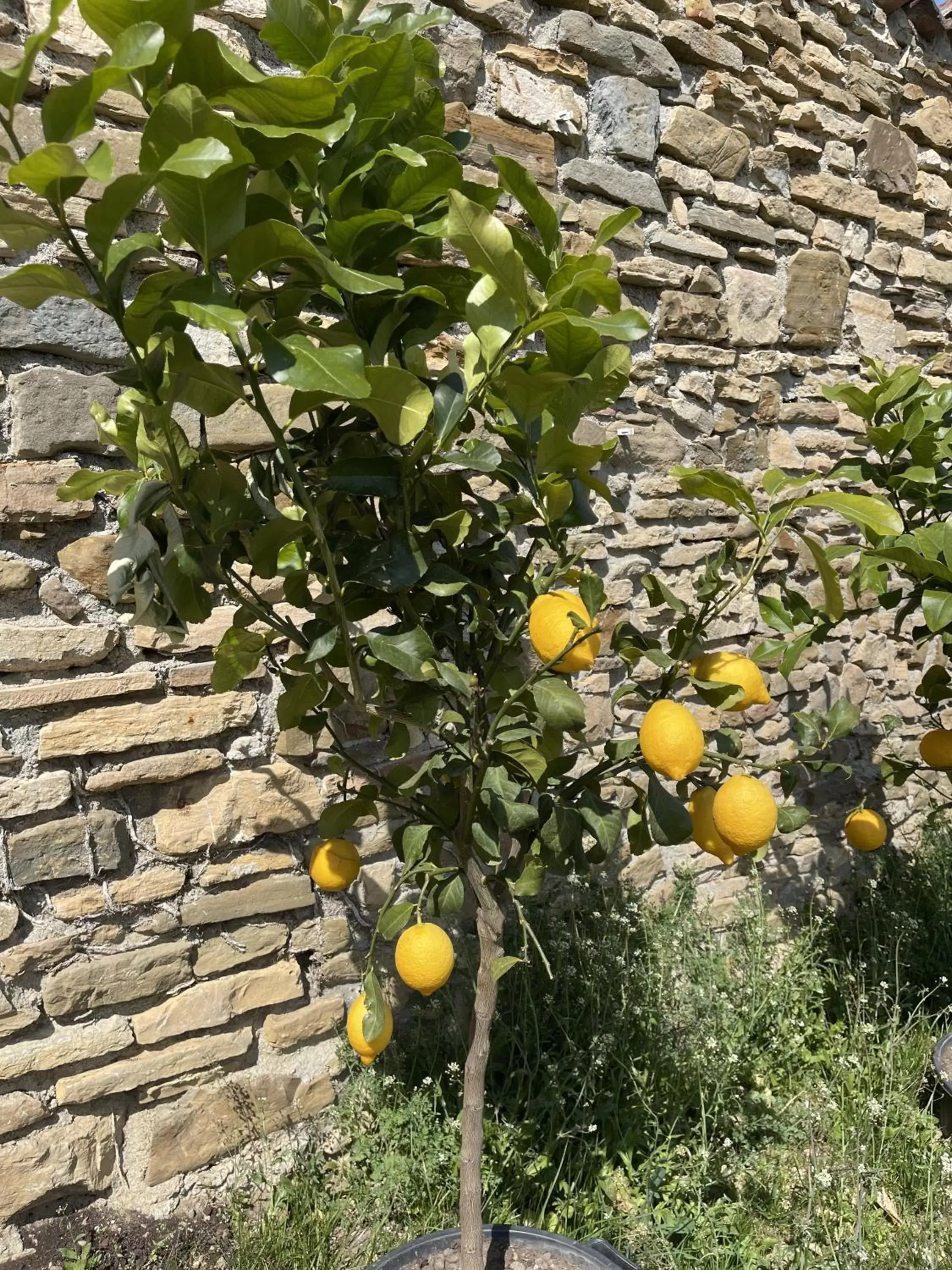 Garden in Foresteria Antica Bastia B&B