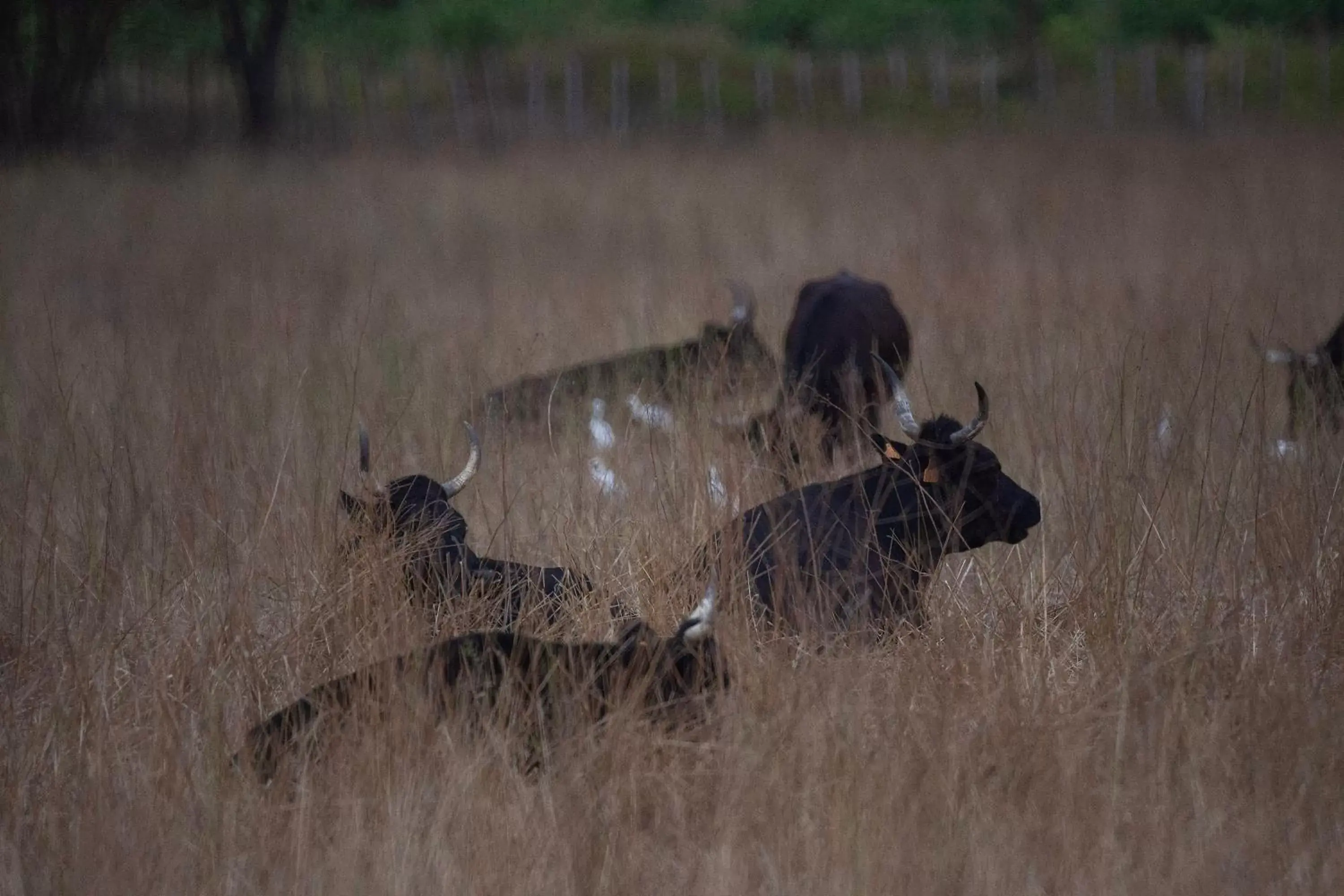 Animals, Other Animals in Domaine de Biar