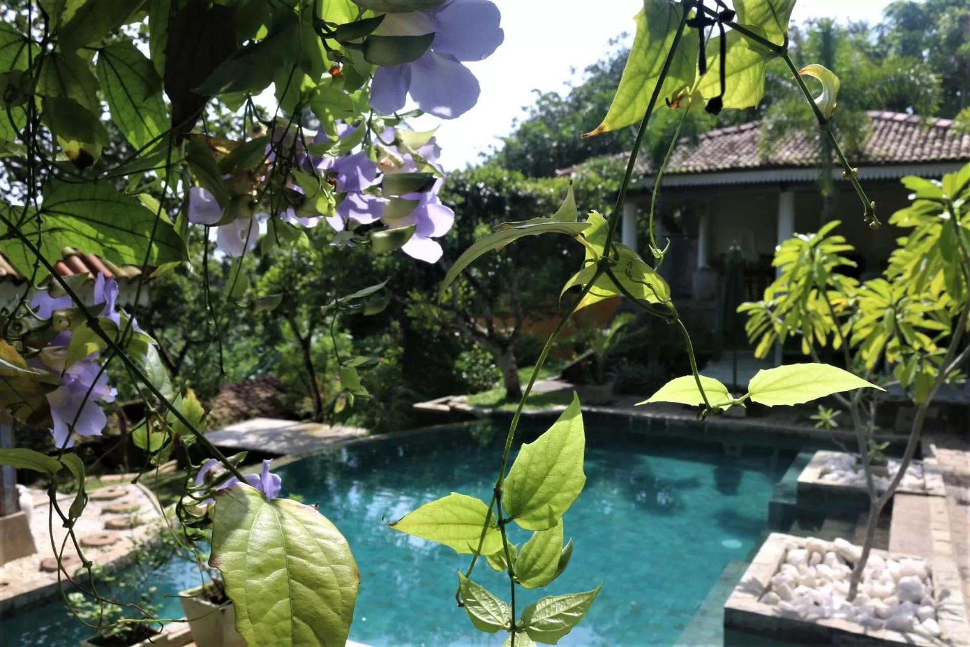 Pool view in The Spice House Mirissa