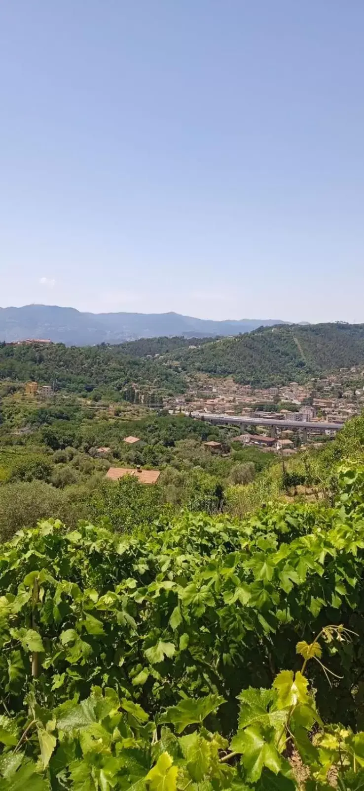 Natural landscape in In Vino Veritas