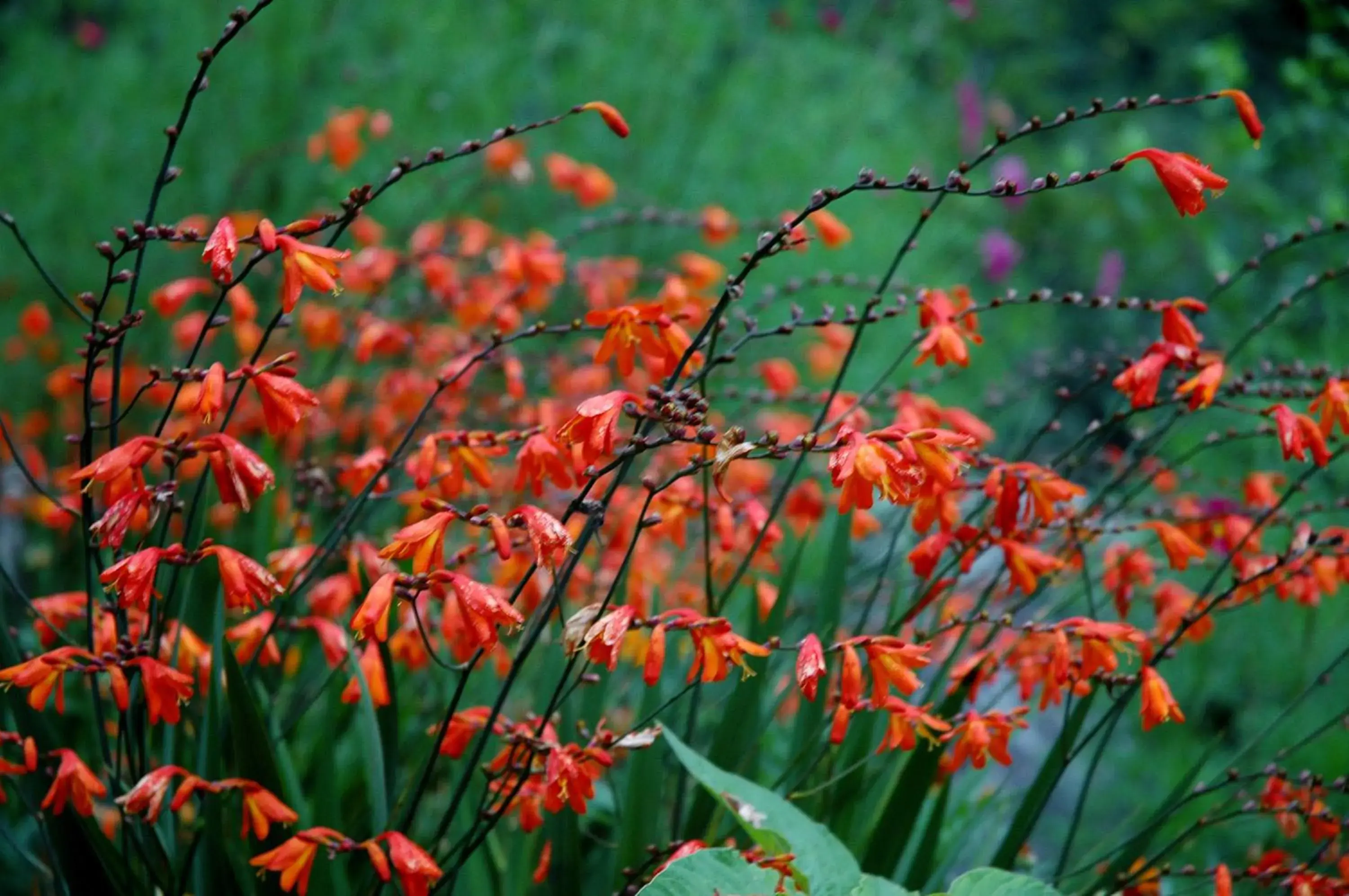 Garden in Solang Valley Resort