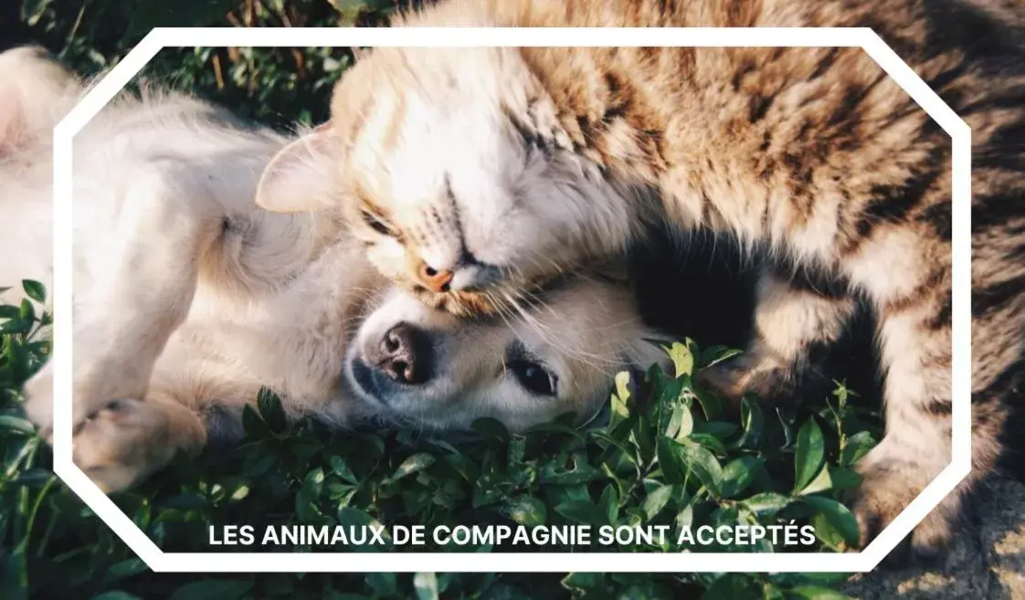 Animals, Pets in Kyriad Anglet - Biarritz