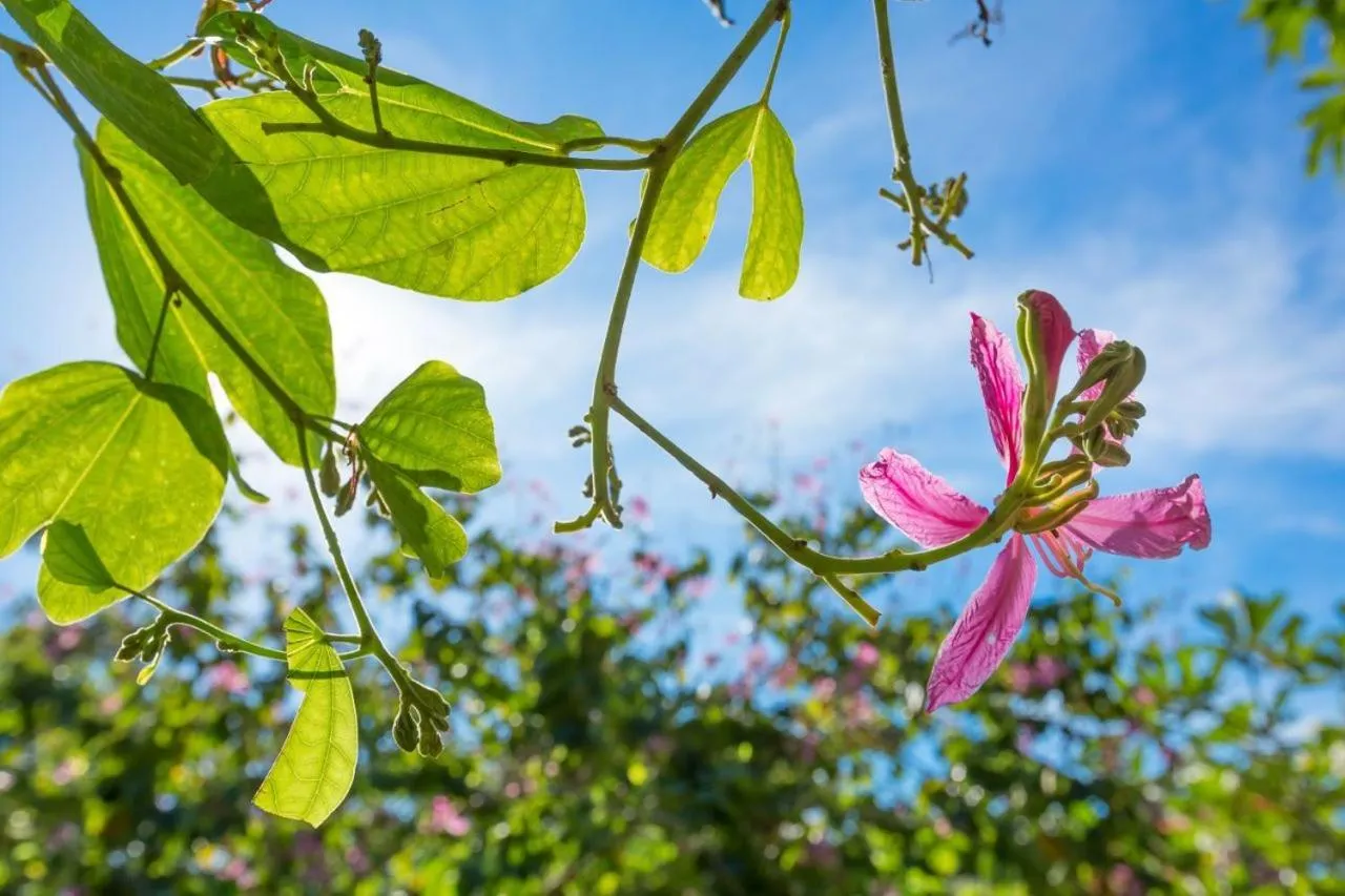 Garden in Beringgis Beach Resort & Spa