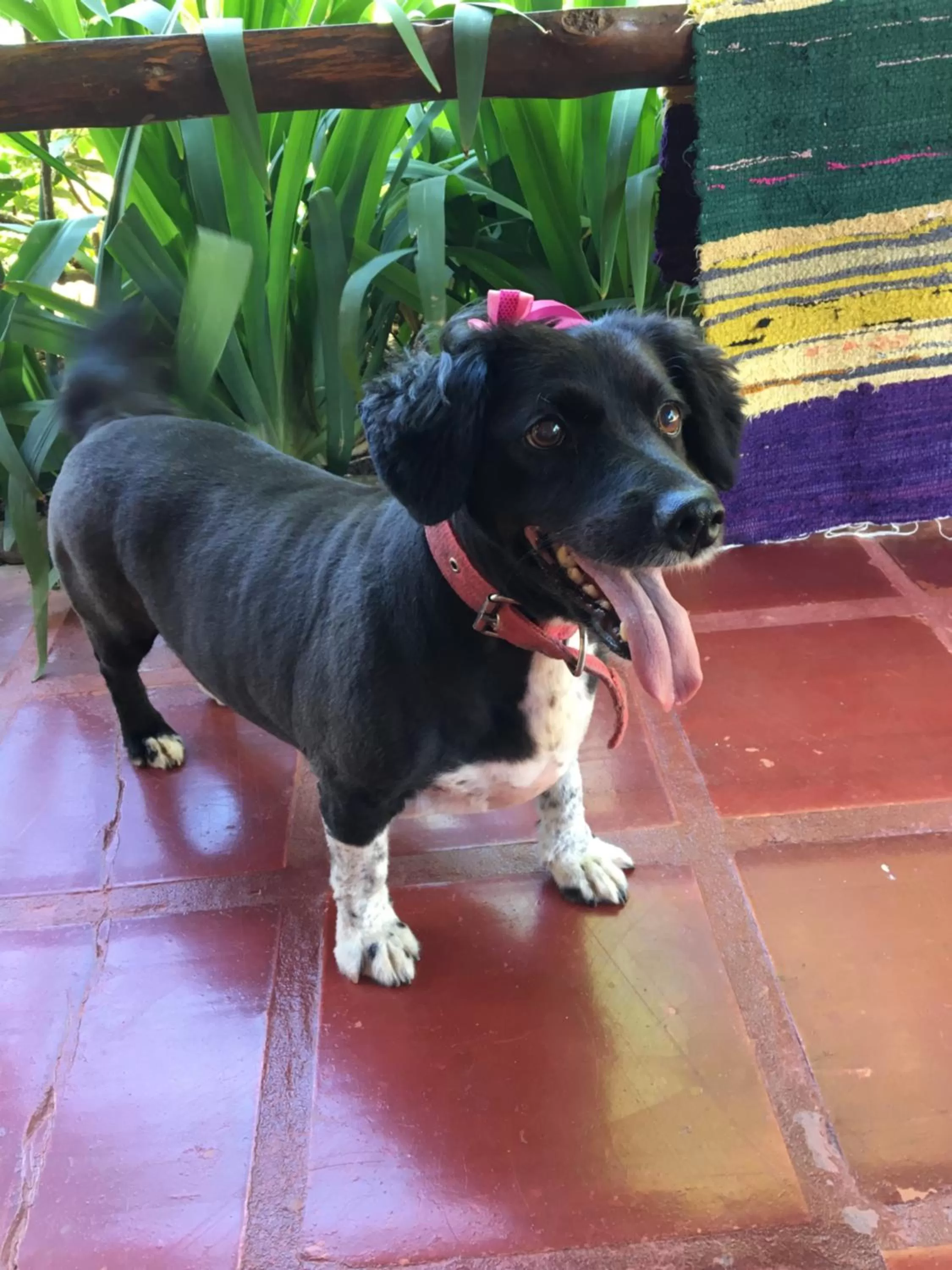 Pets in Janela de Marcia Bed and Breakfast