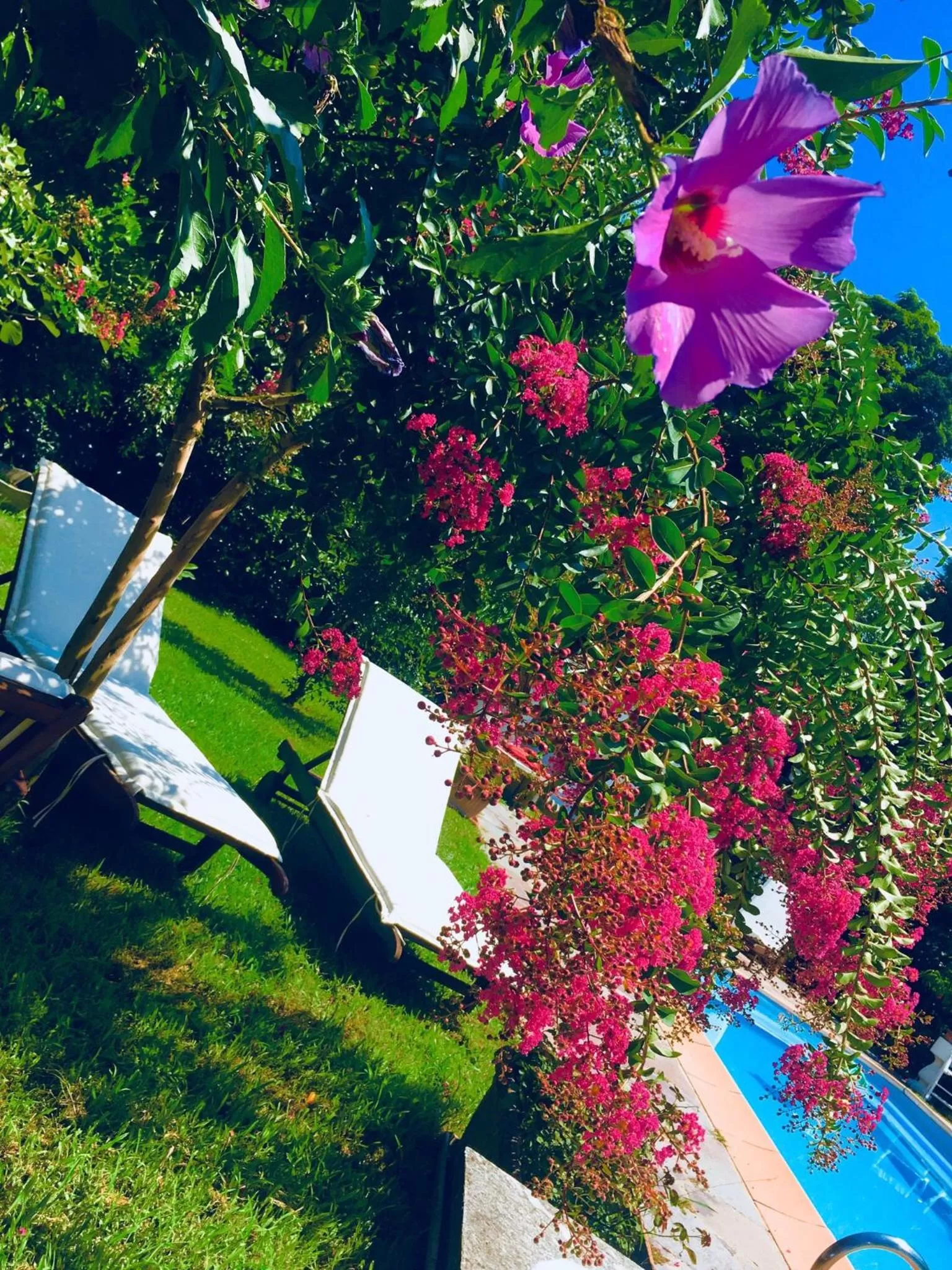 Rossella alla Villarella dei Tulipani