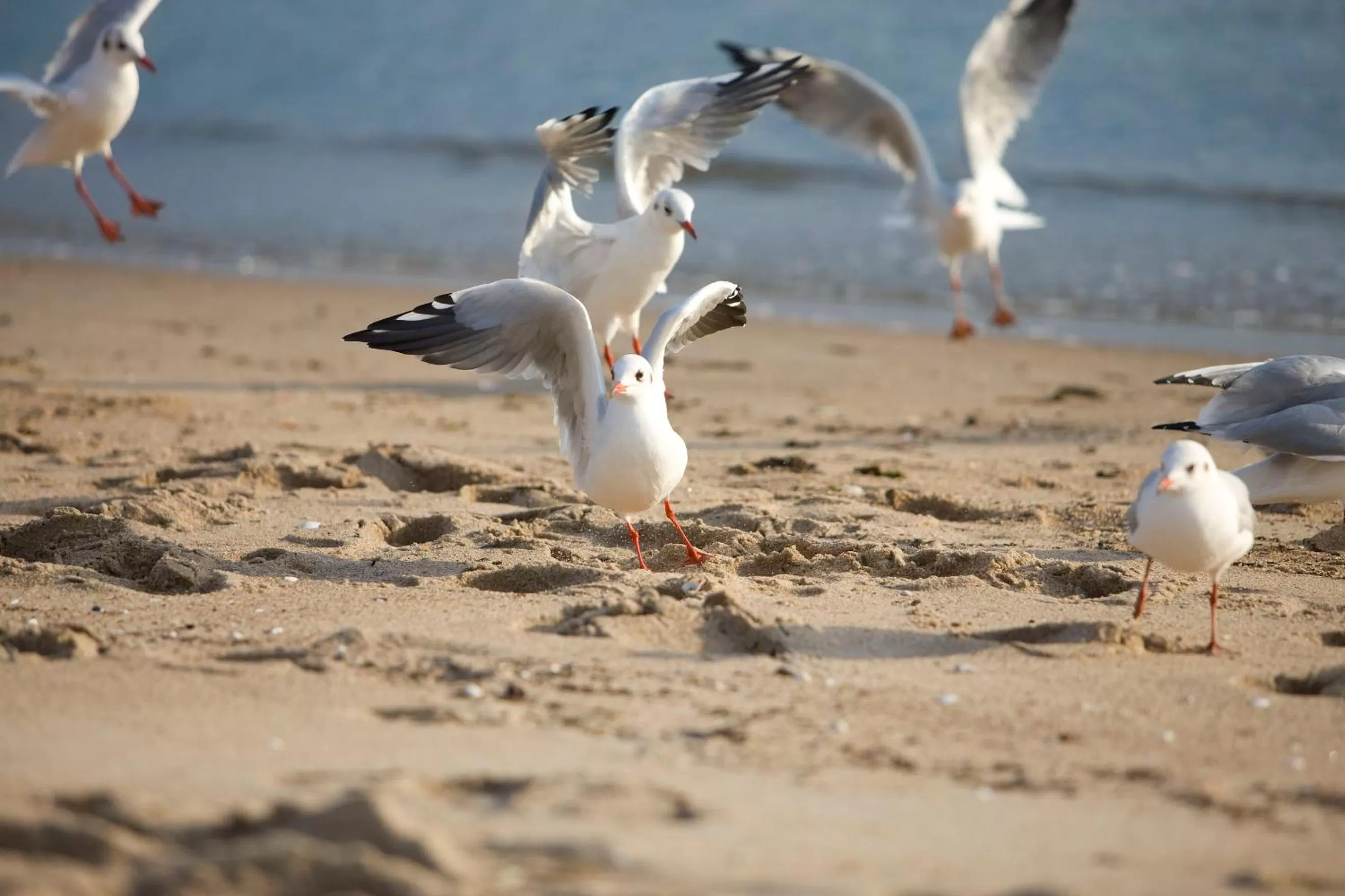 Beach in Hotel Gran BelVeder & Ostsee Therme Resort & Spa