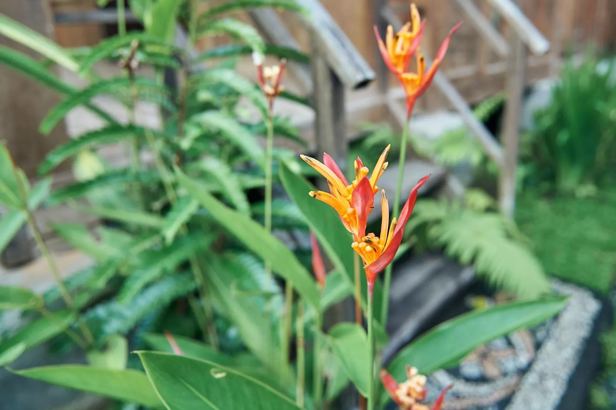 Garden view in Lembah Sentosa